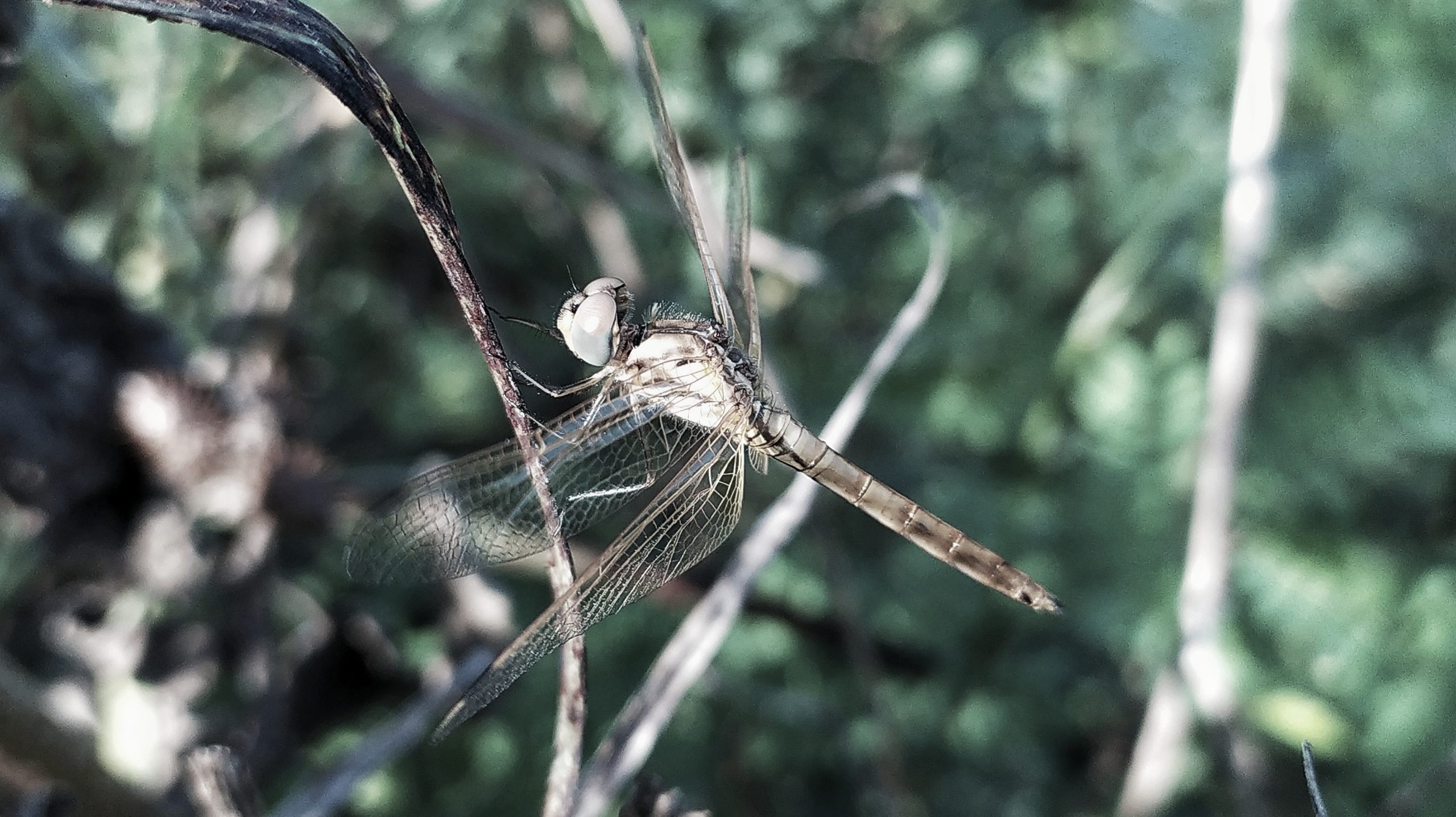 A dragonfly on plant