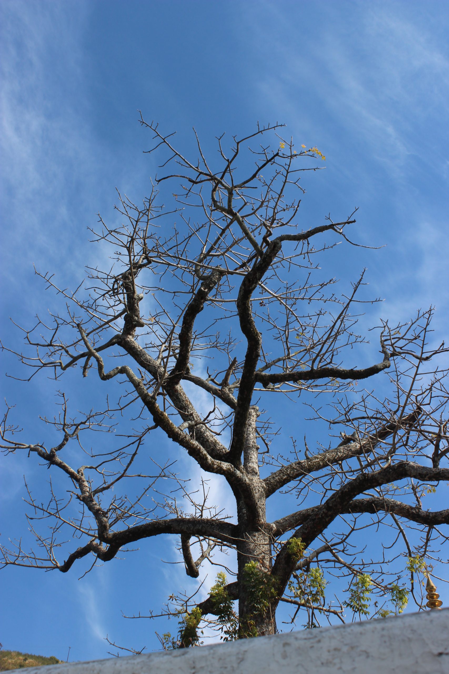 A dry tree
