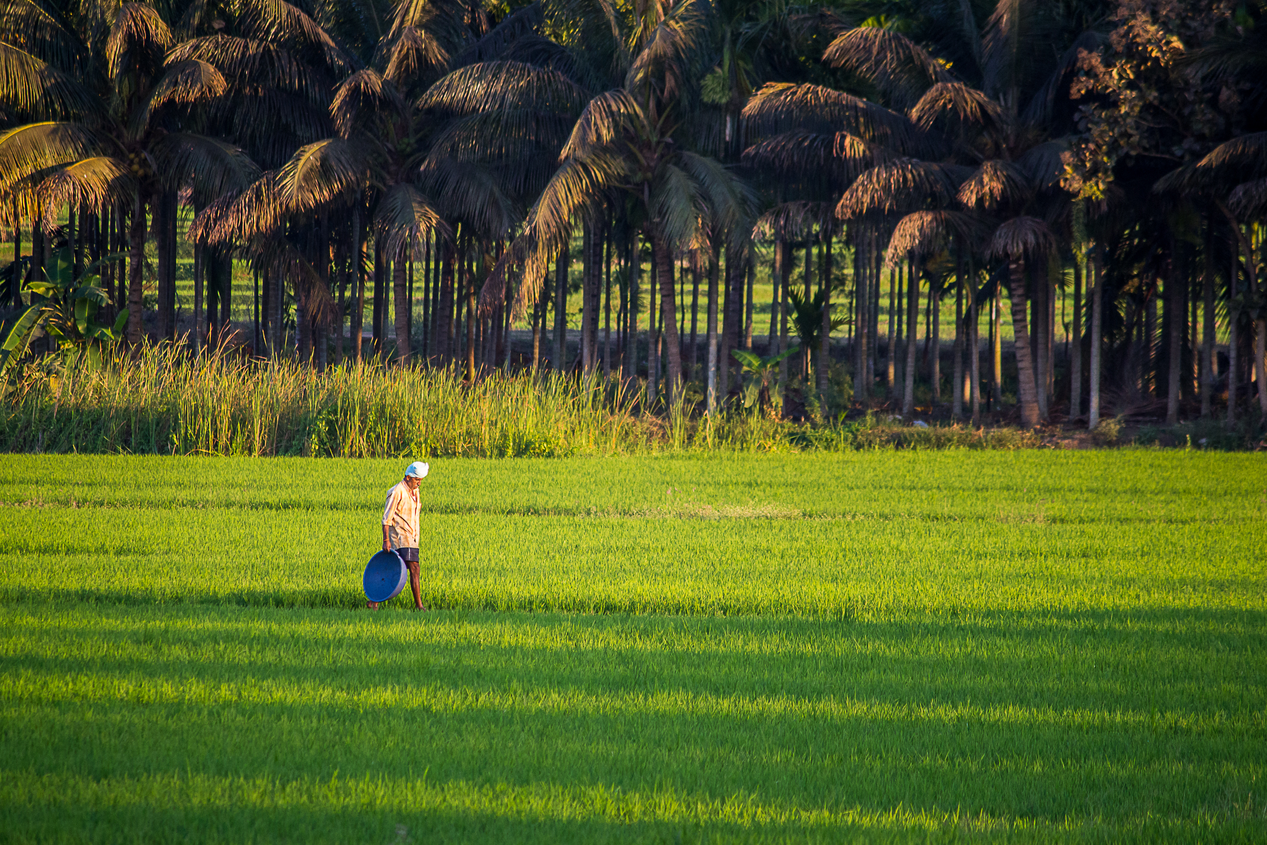 A farmer in a paddy field