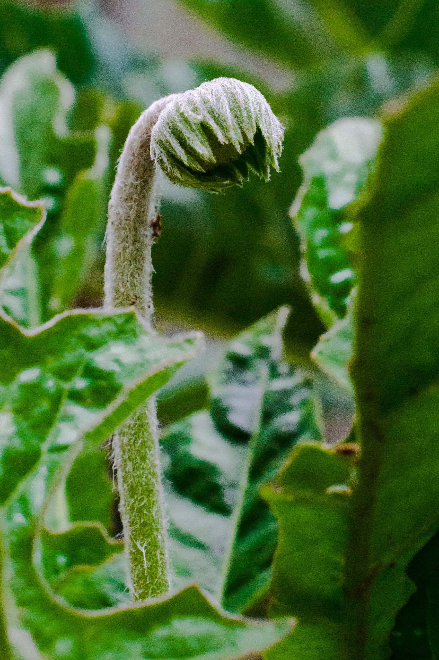 Young Flower bud