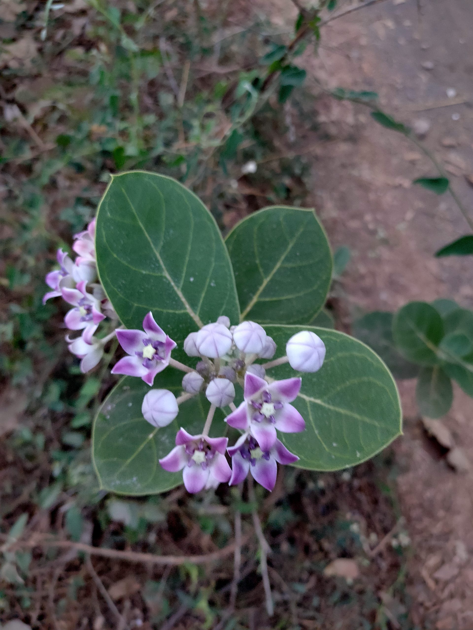 A flowering plant