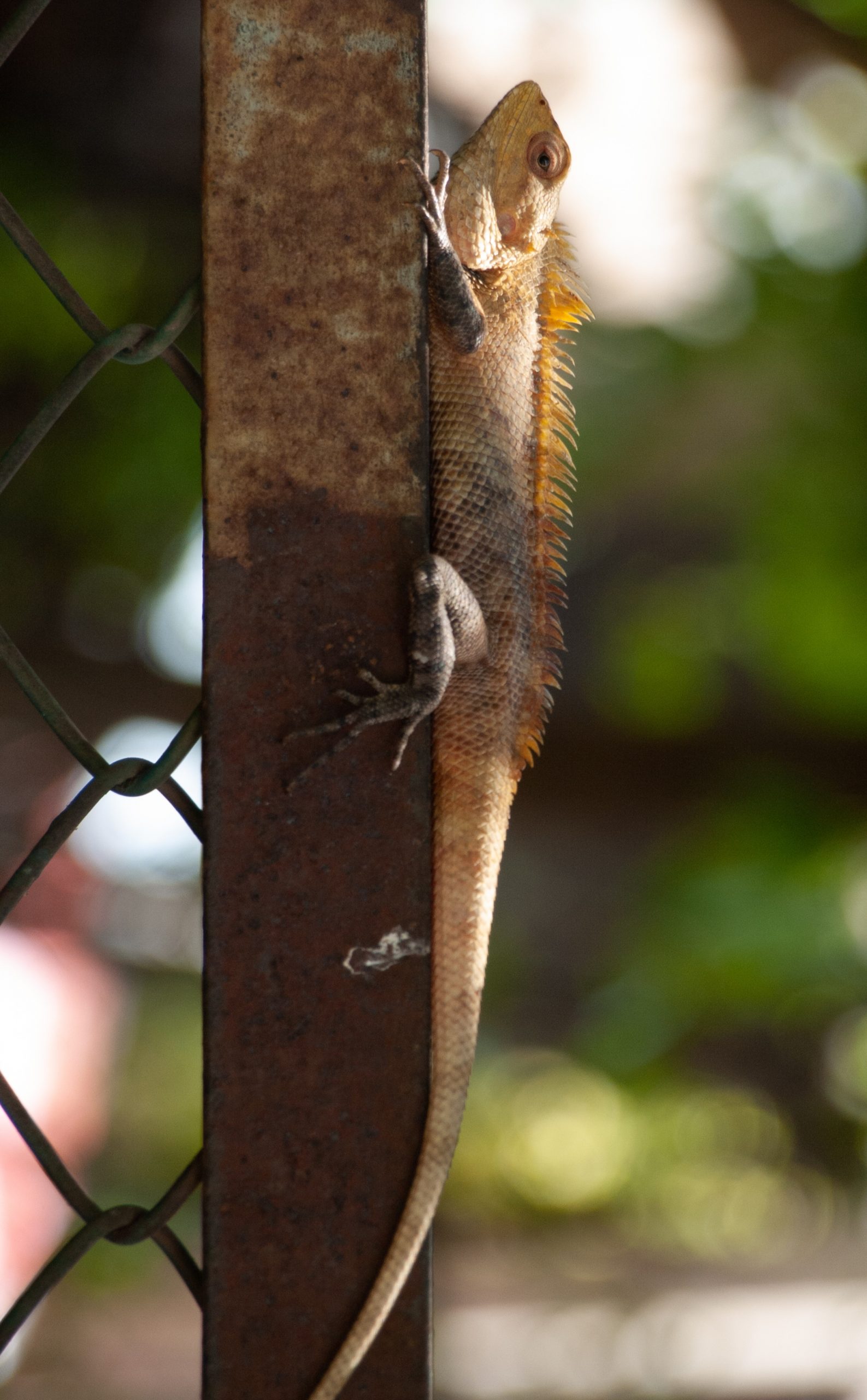 Lizard on the gate