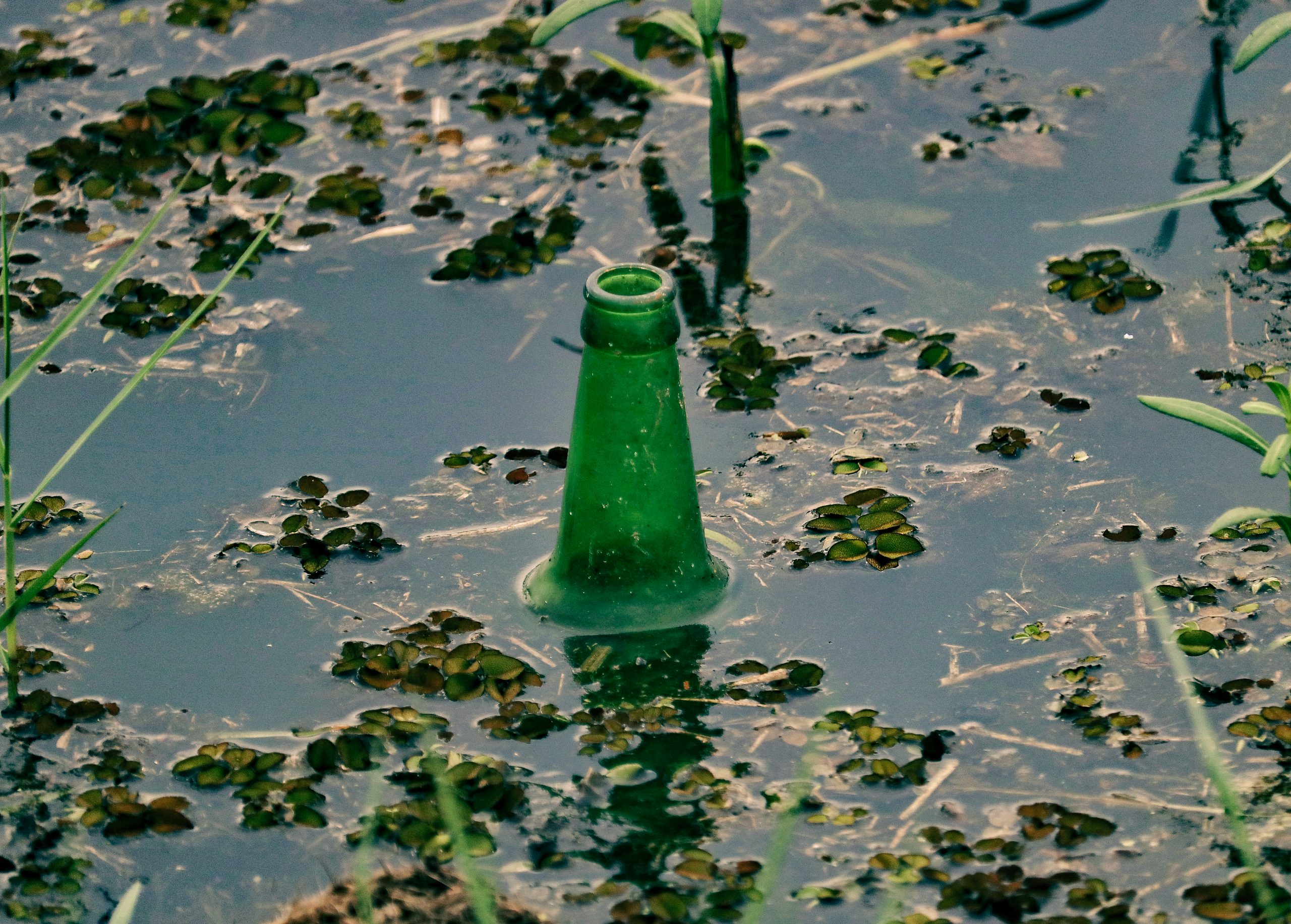 A glass bottle in a pond