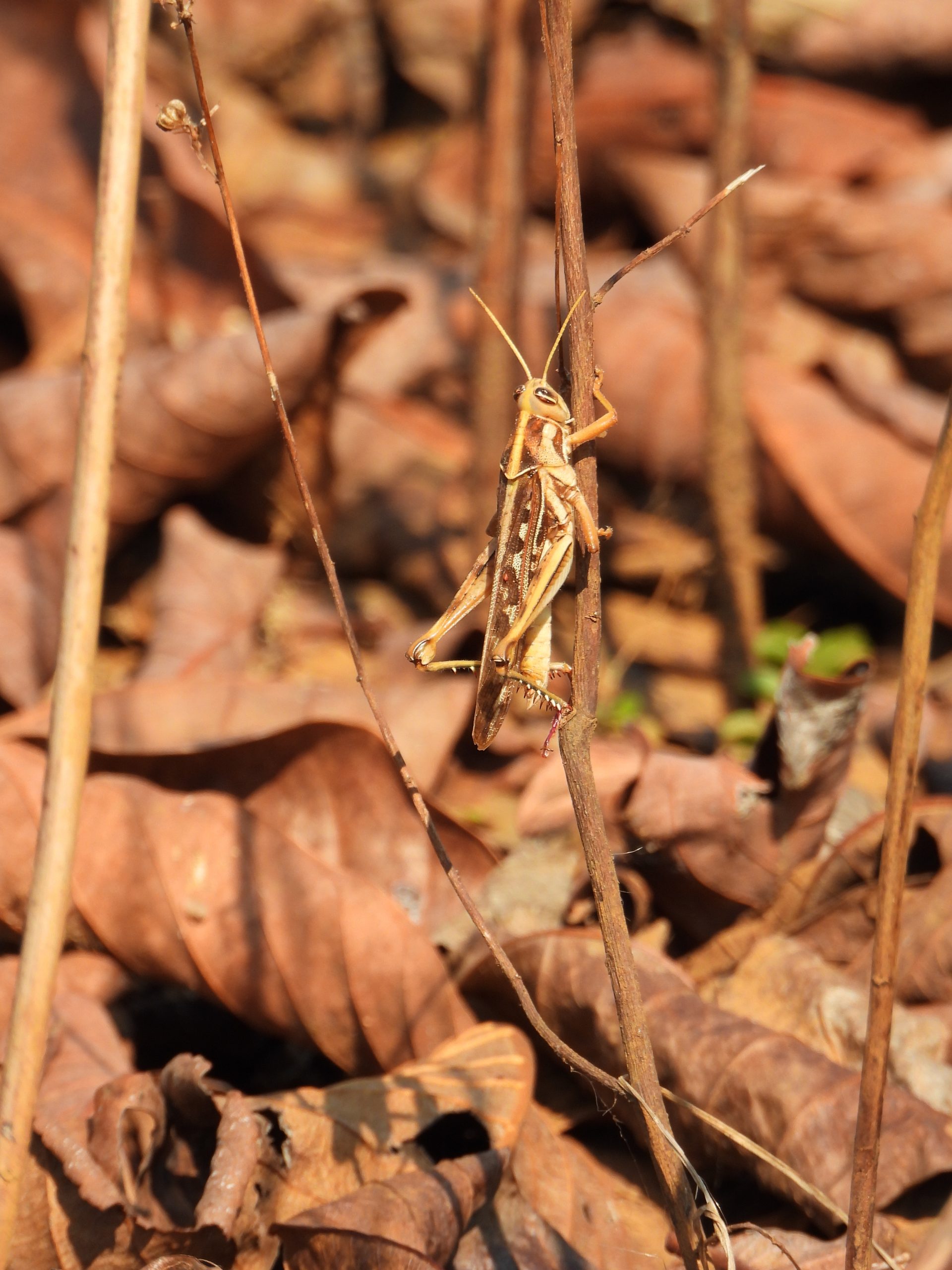 A grasshopper on a dry branches