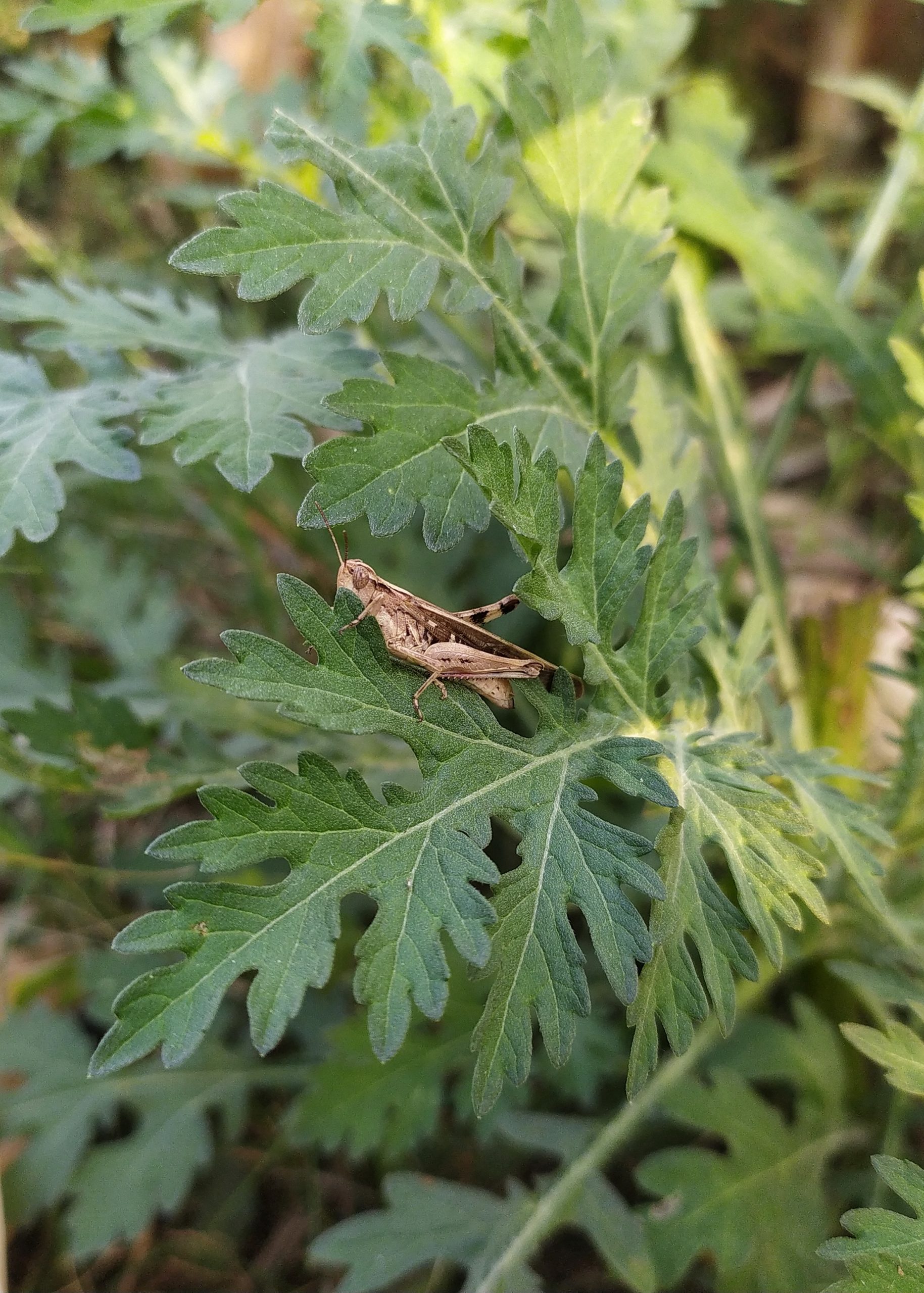 A grasshopper on a plant