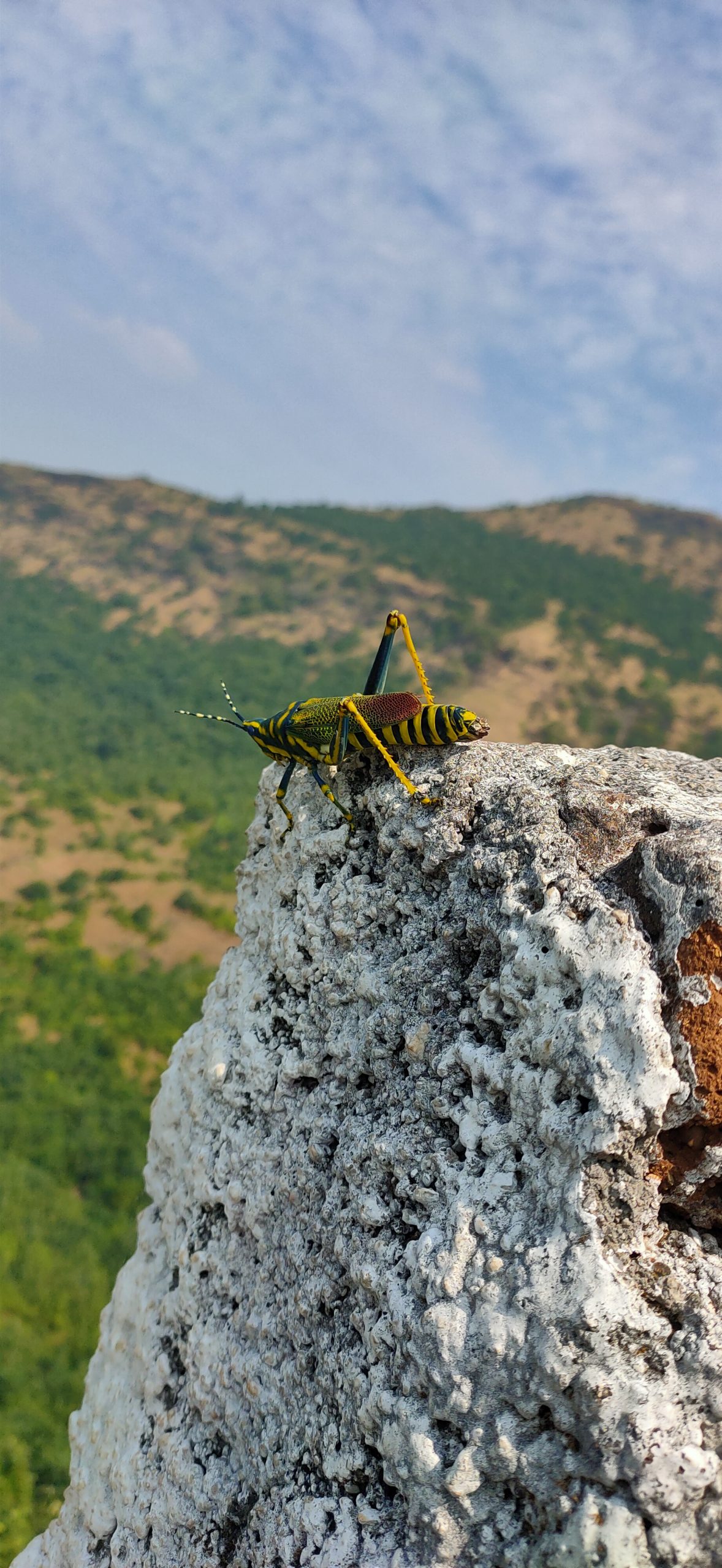 A grasshopper on a rock