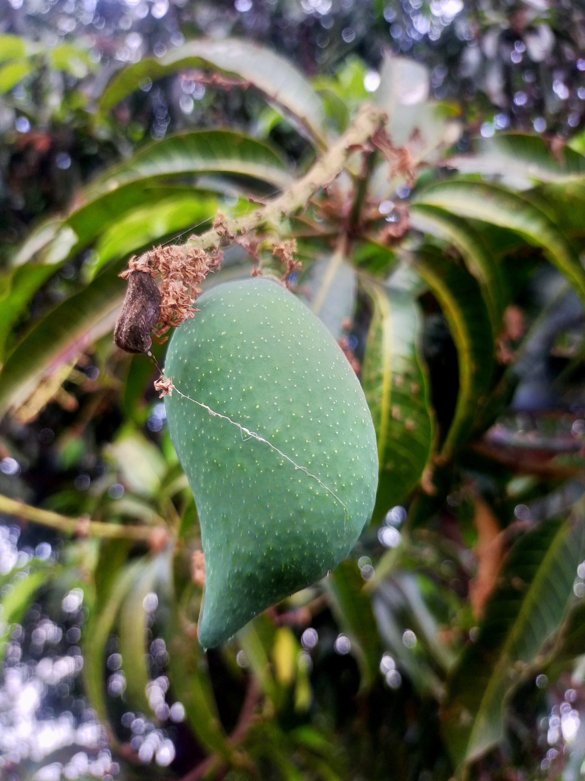 A green mango on its tree