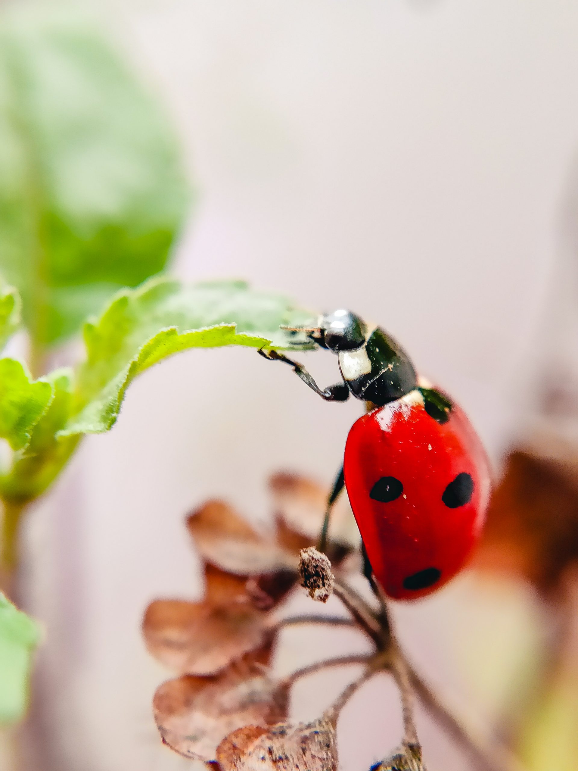 Red bug on plant leaf