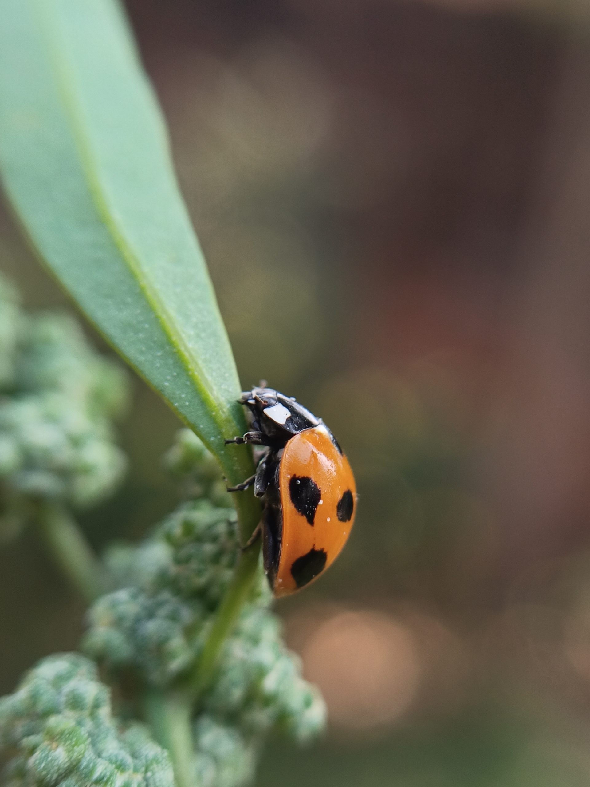 A ladybug on a plant