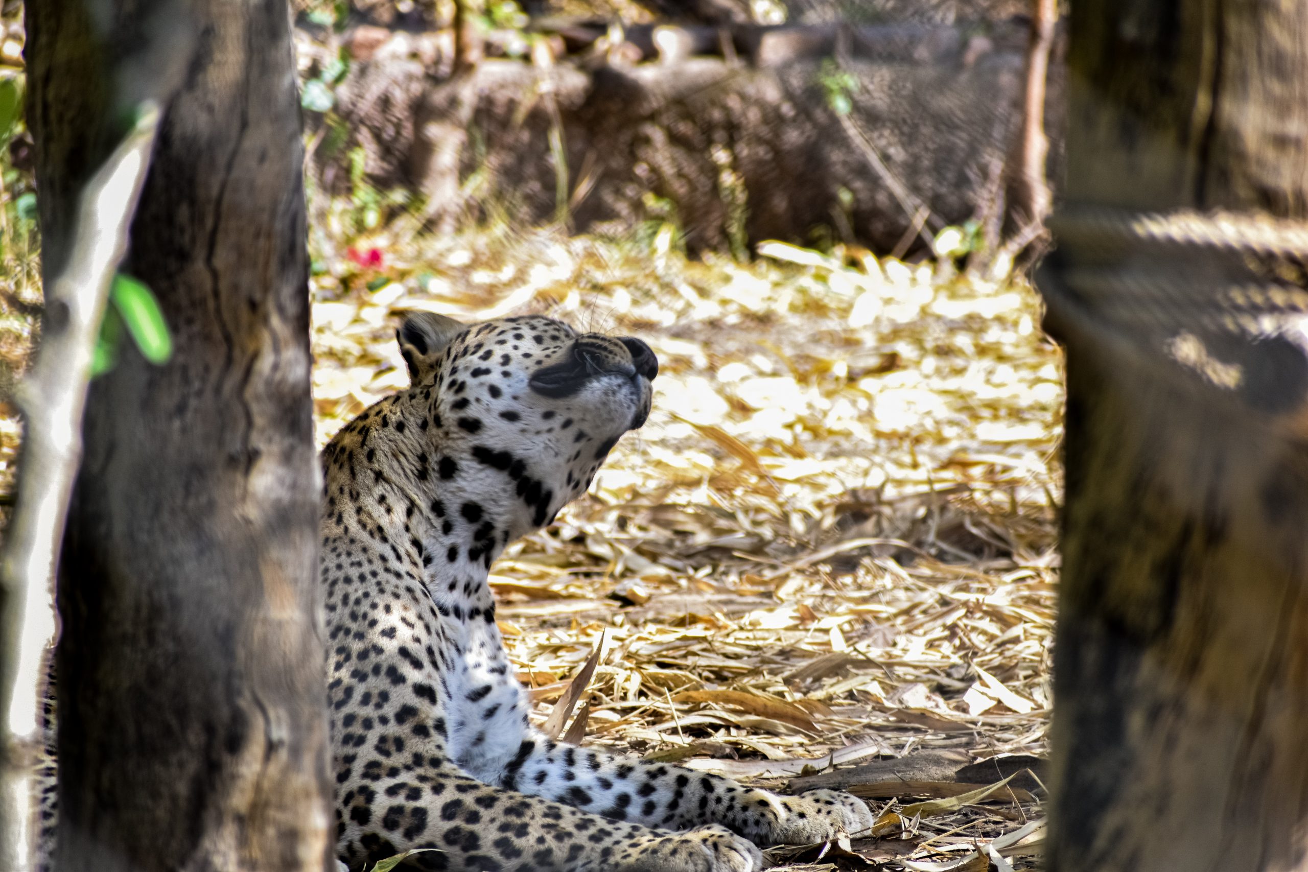 A leopard in a jungle
