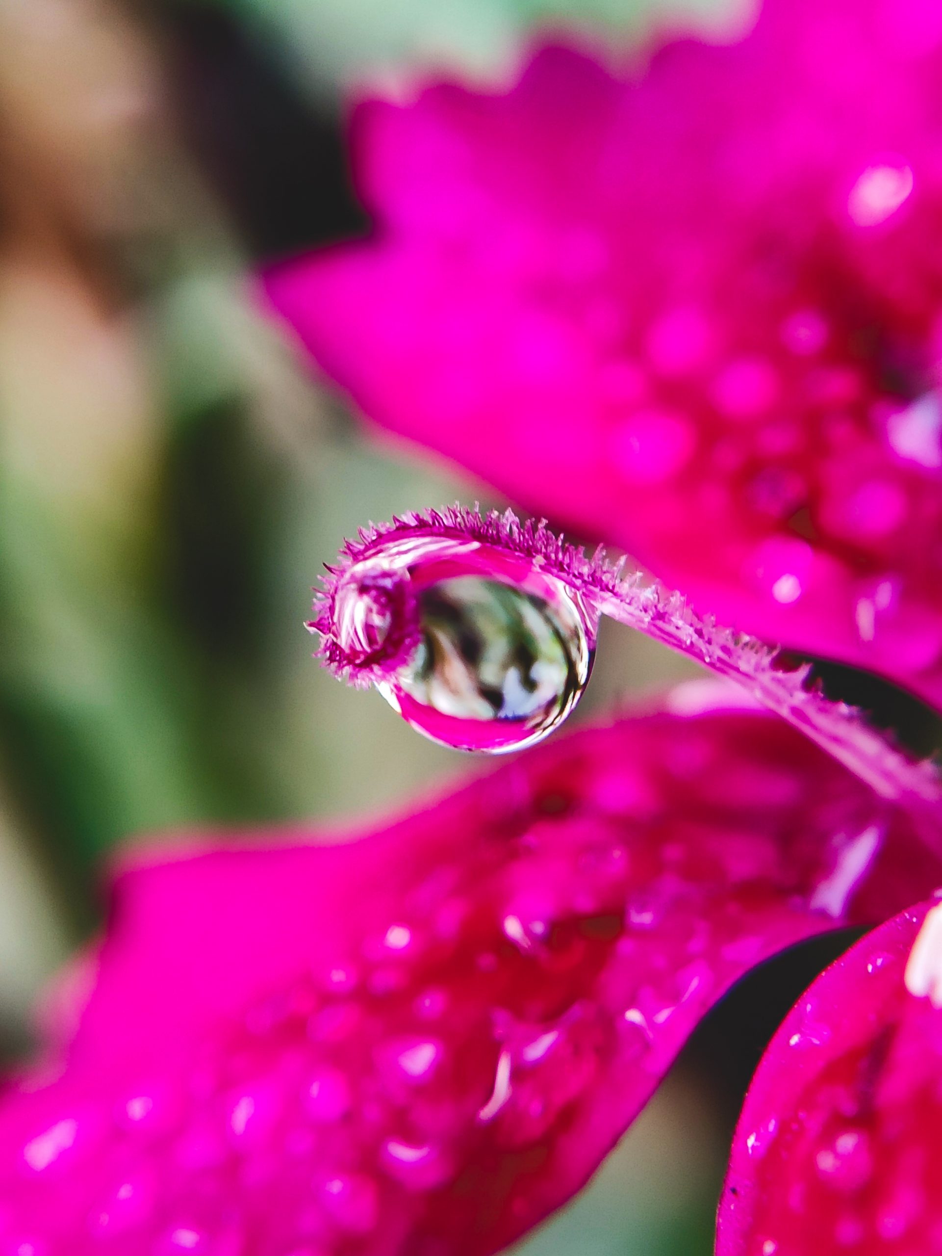 A little droplet on stigma flower