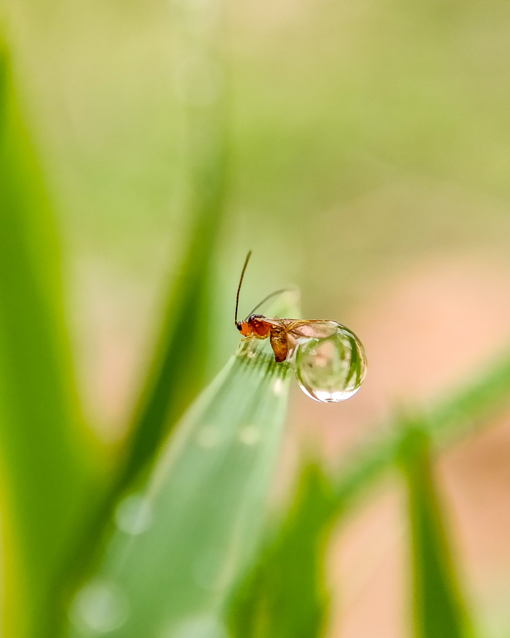 A little insect with droplet