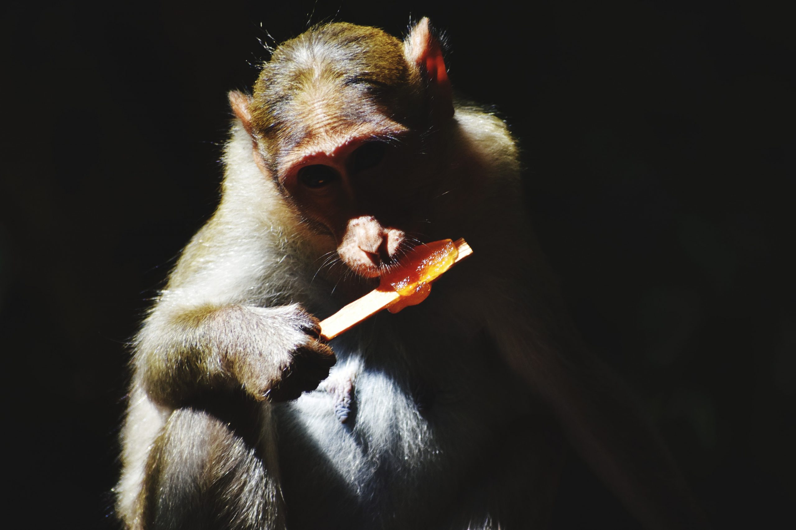 A monkey is eating ice pop
