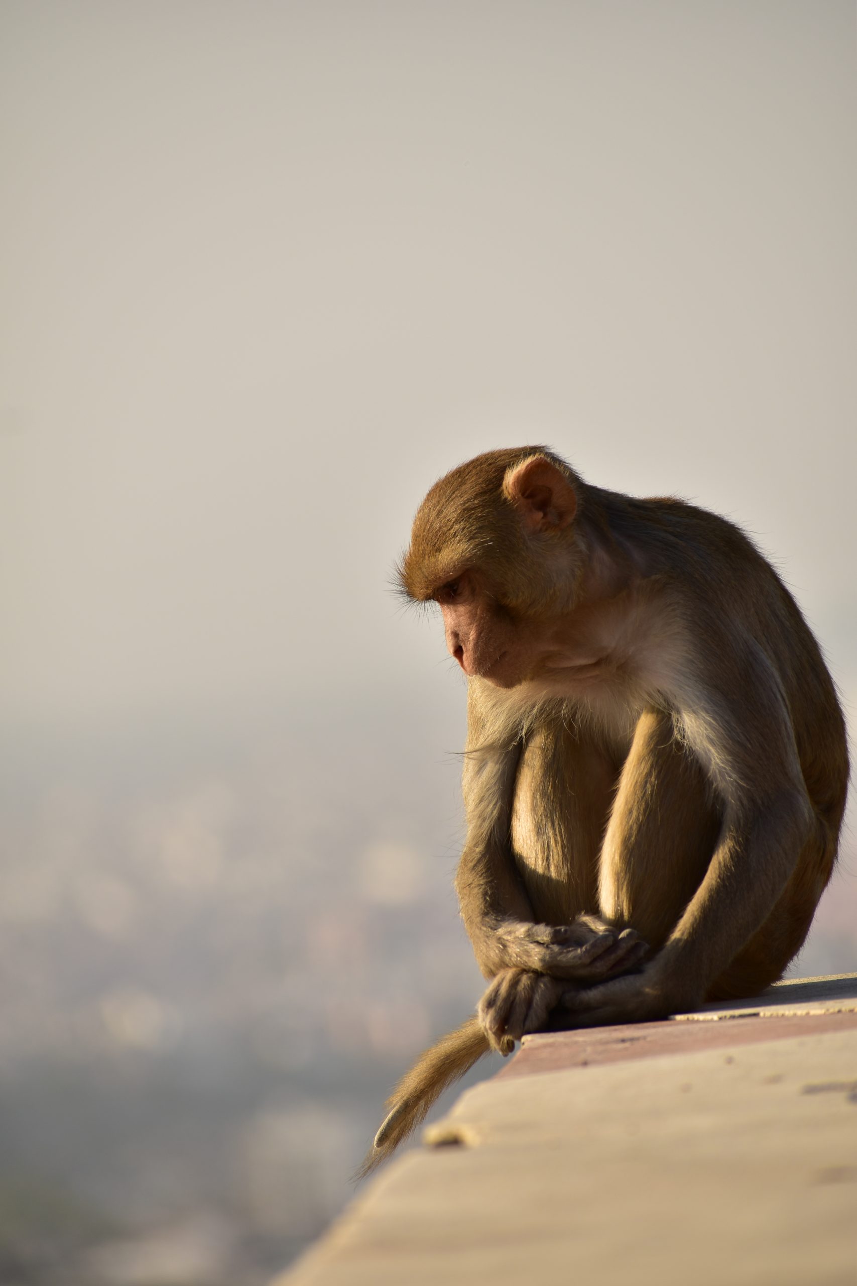 A monkey on a cliff