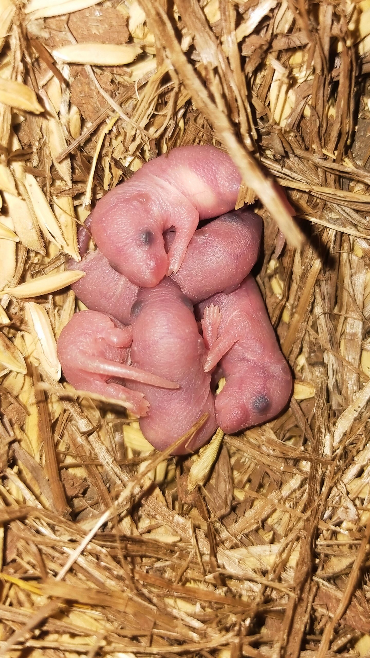 A mouse pups