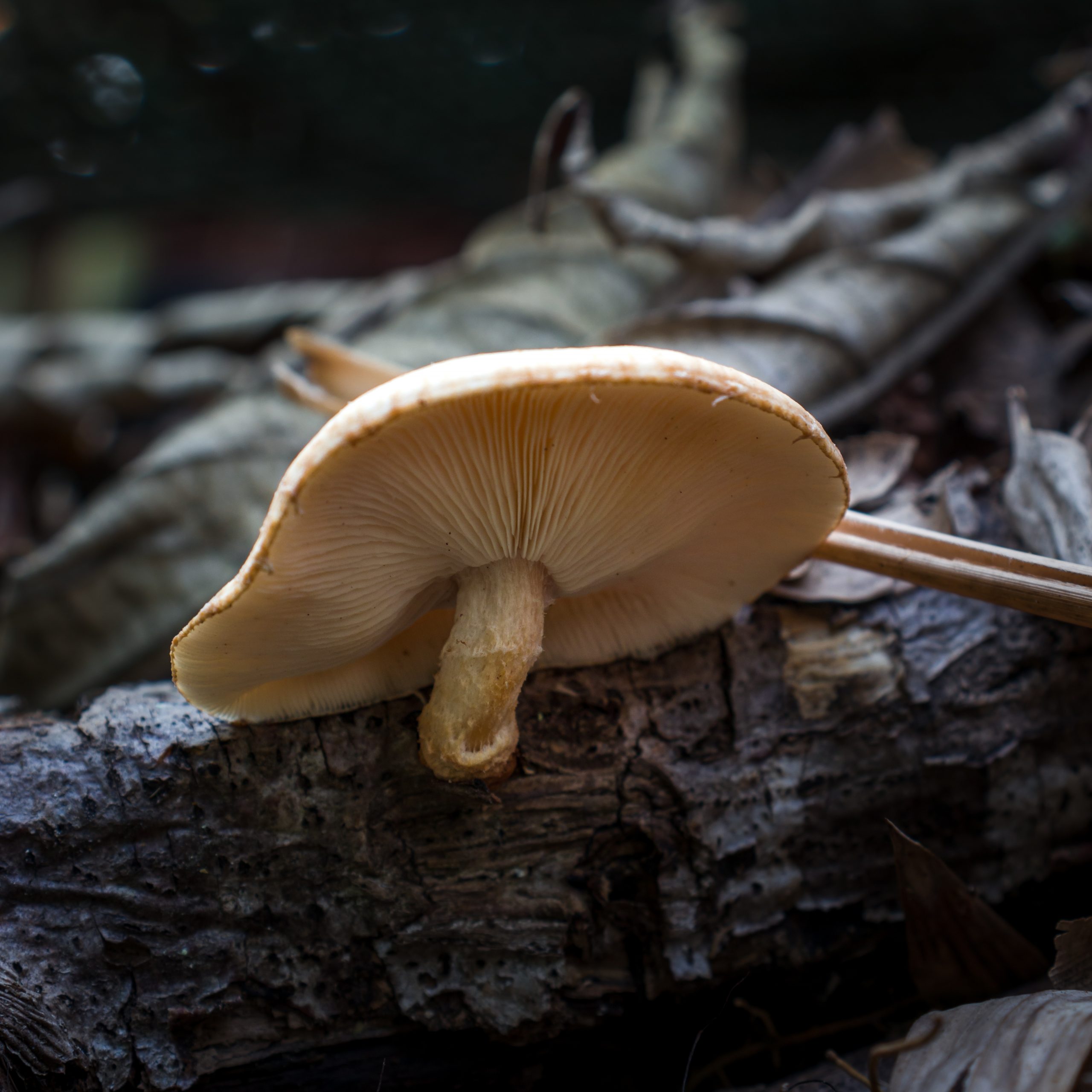 A mushroom growing on tree bark
