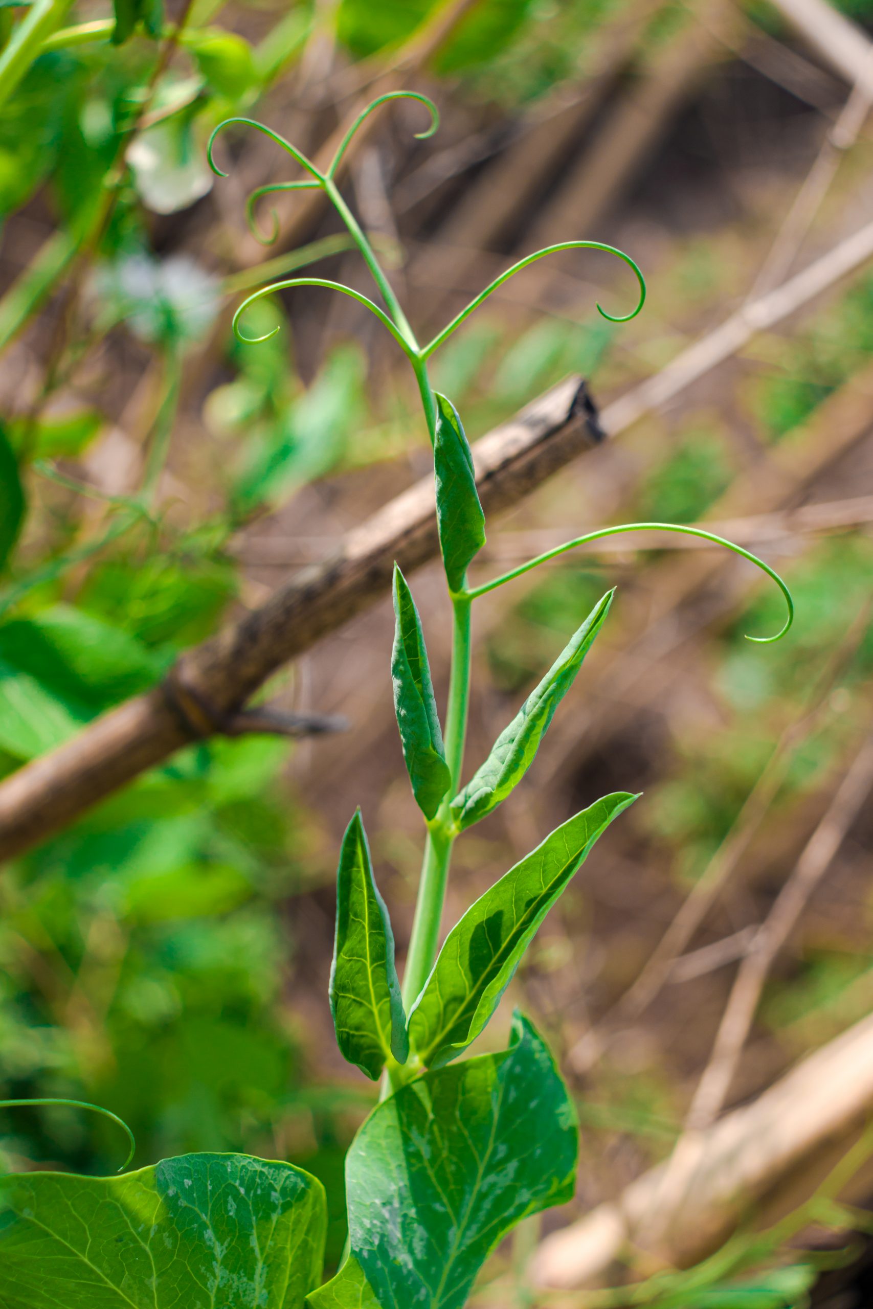 A pea plant