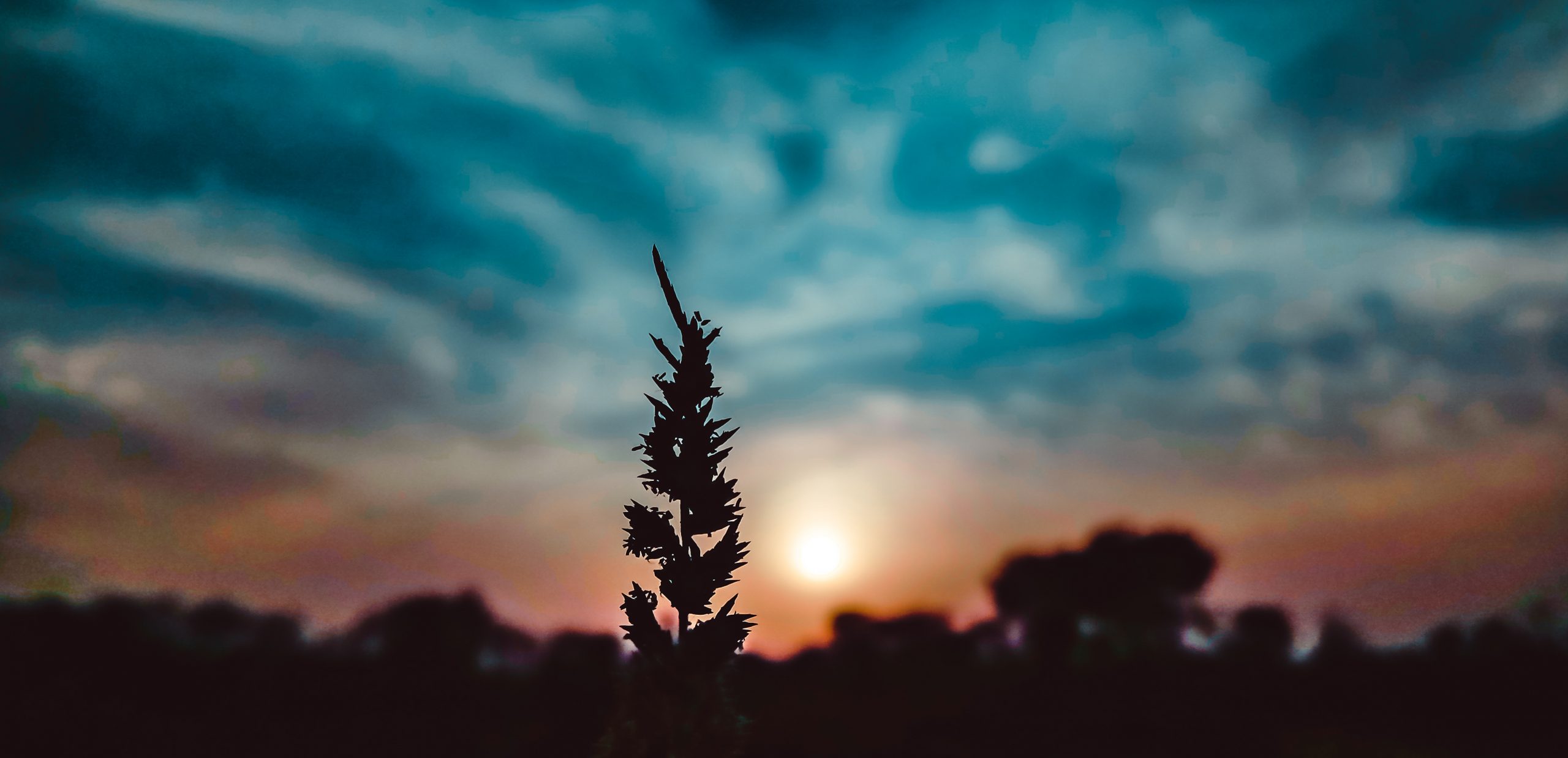 A plant and evening