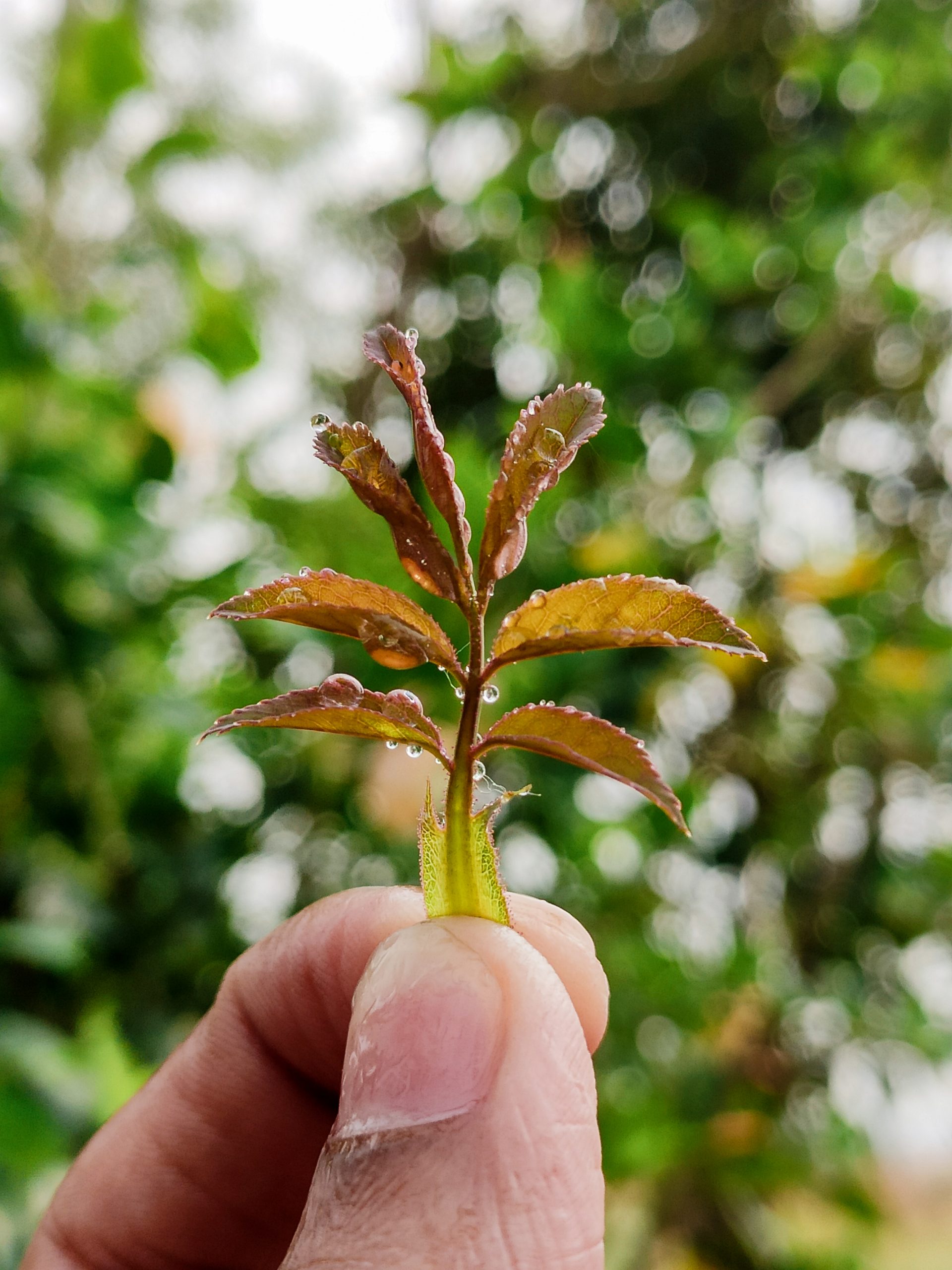 A plant leaves in hand