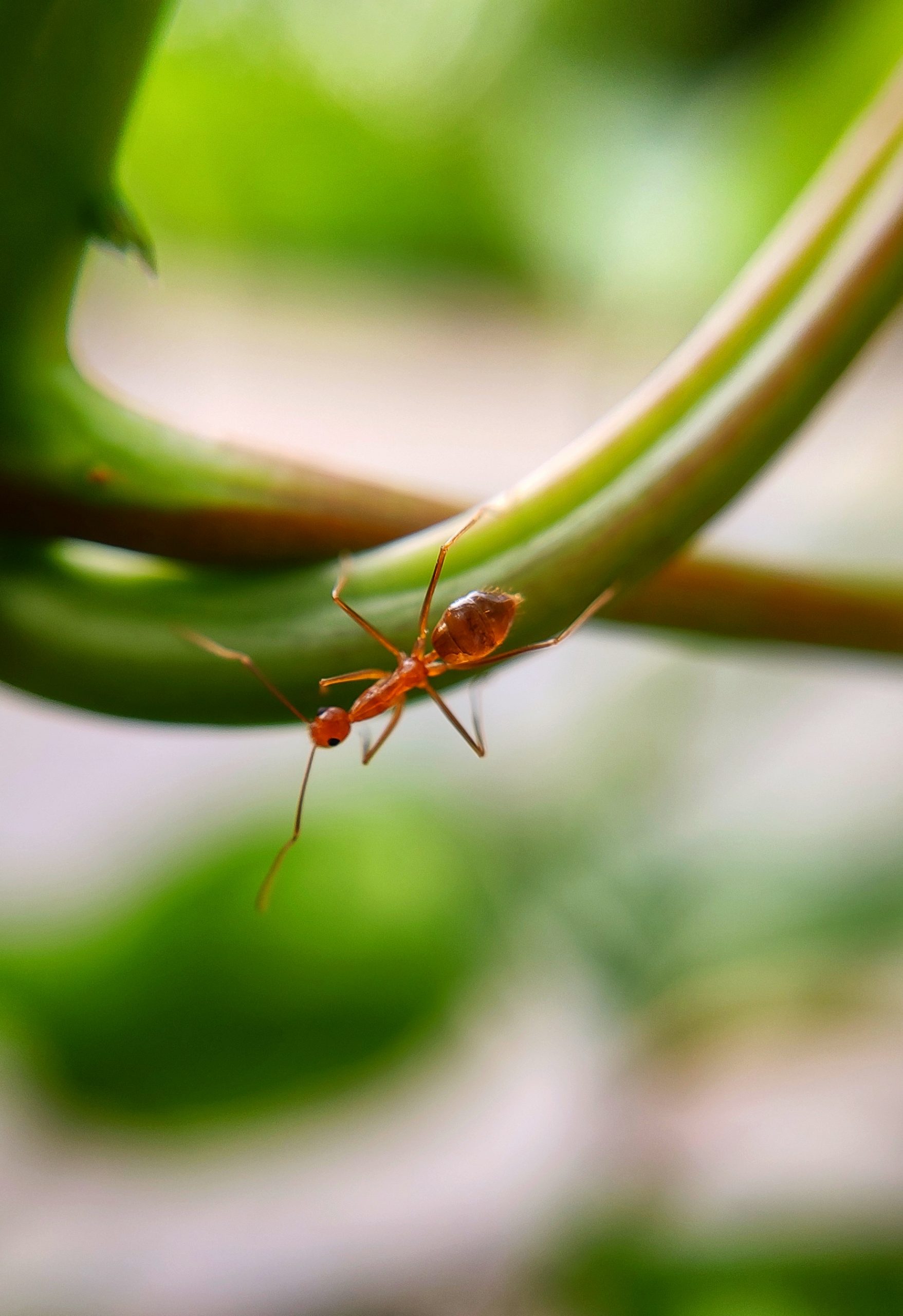 A red ant on a plant stem