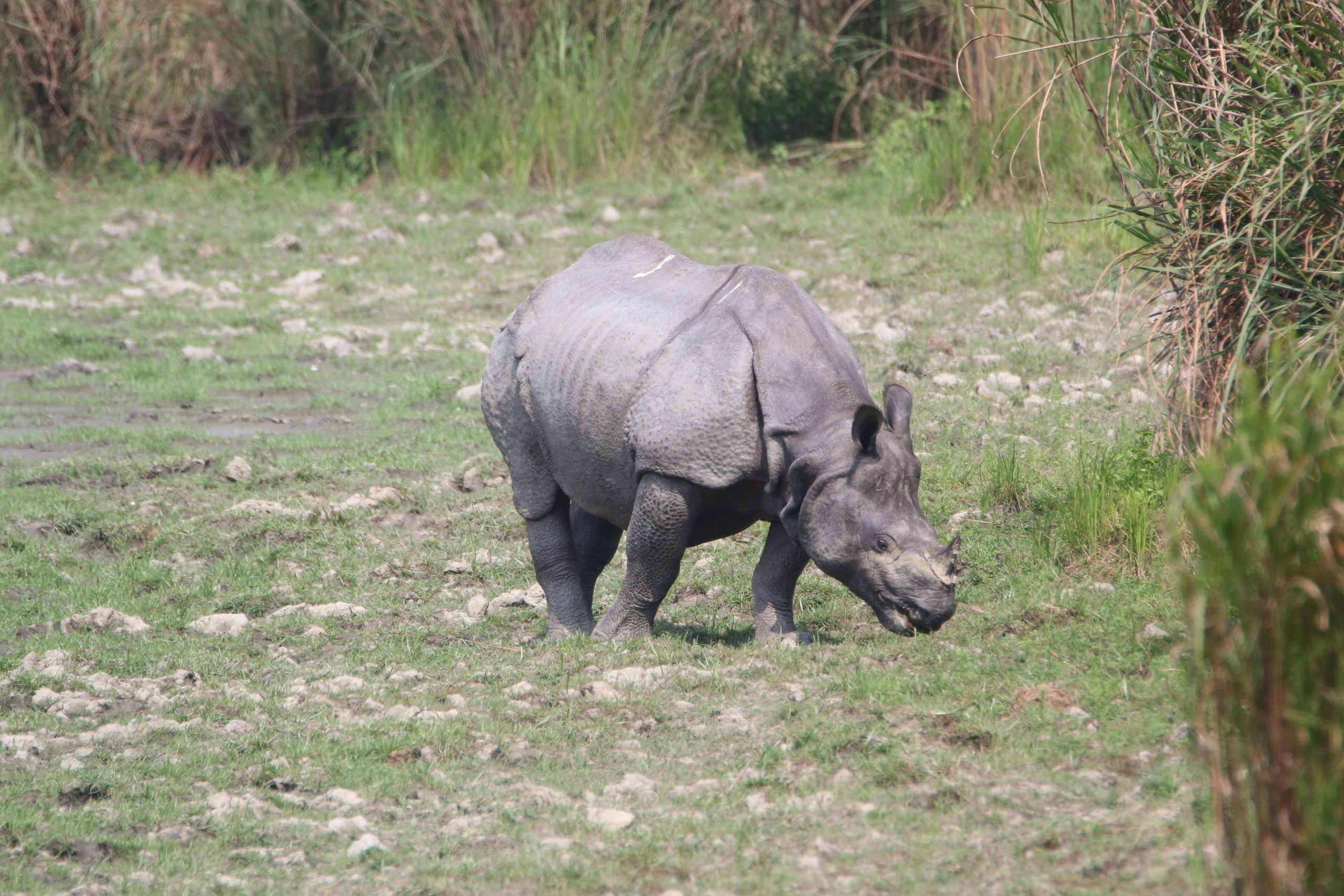 A rhino in a jungle