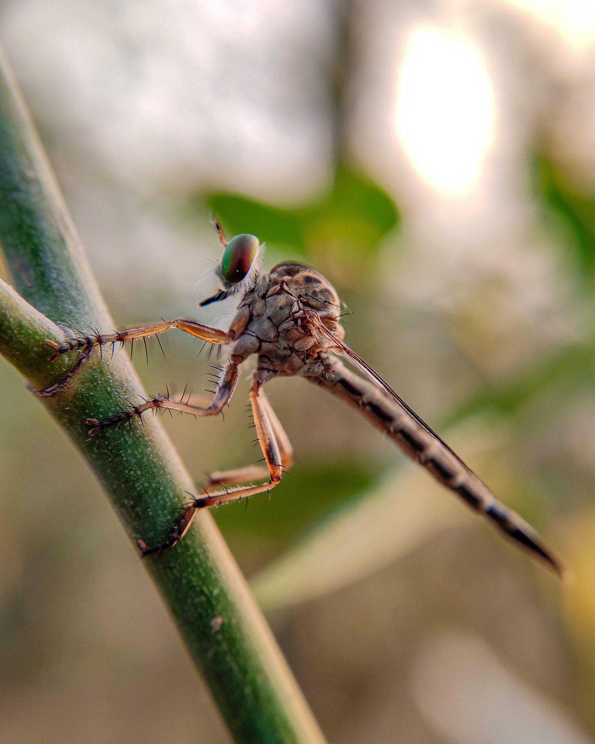 A robber fly on a plant stem