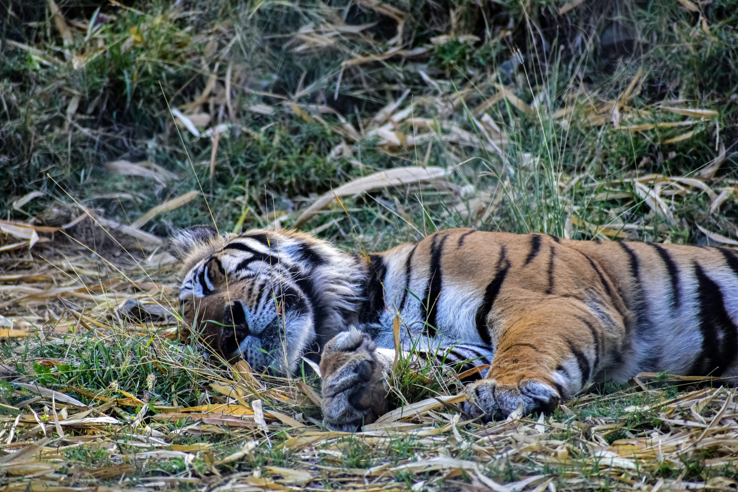 A sleeping Bengal tiger