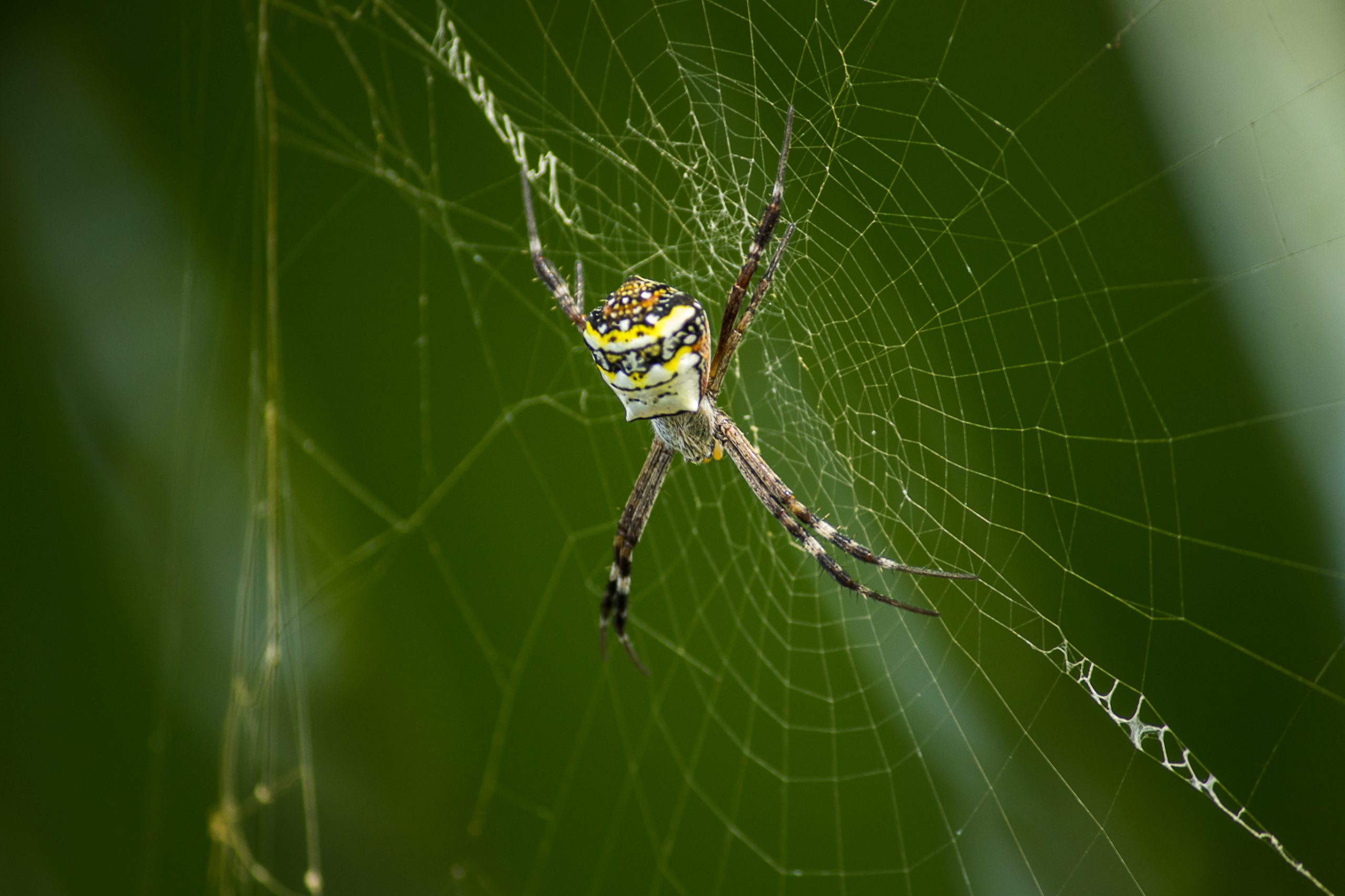 A spider in its web