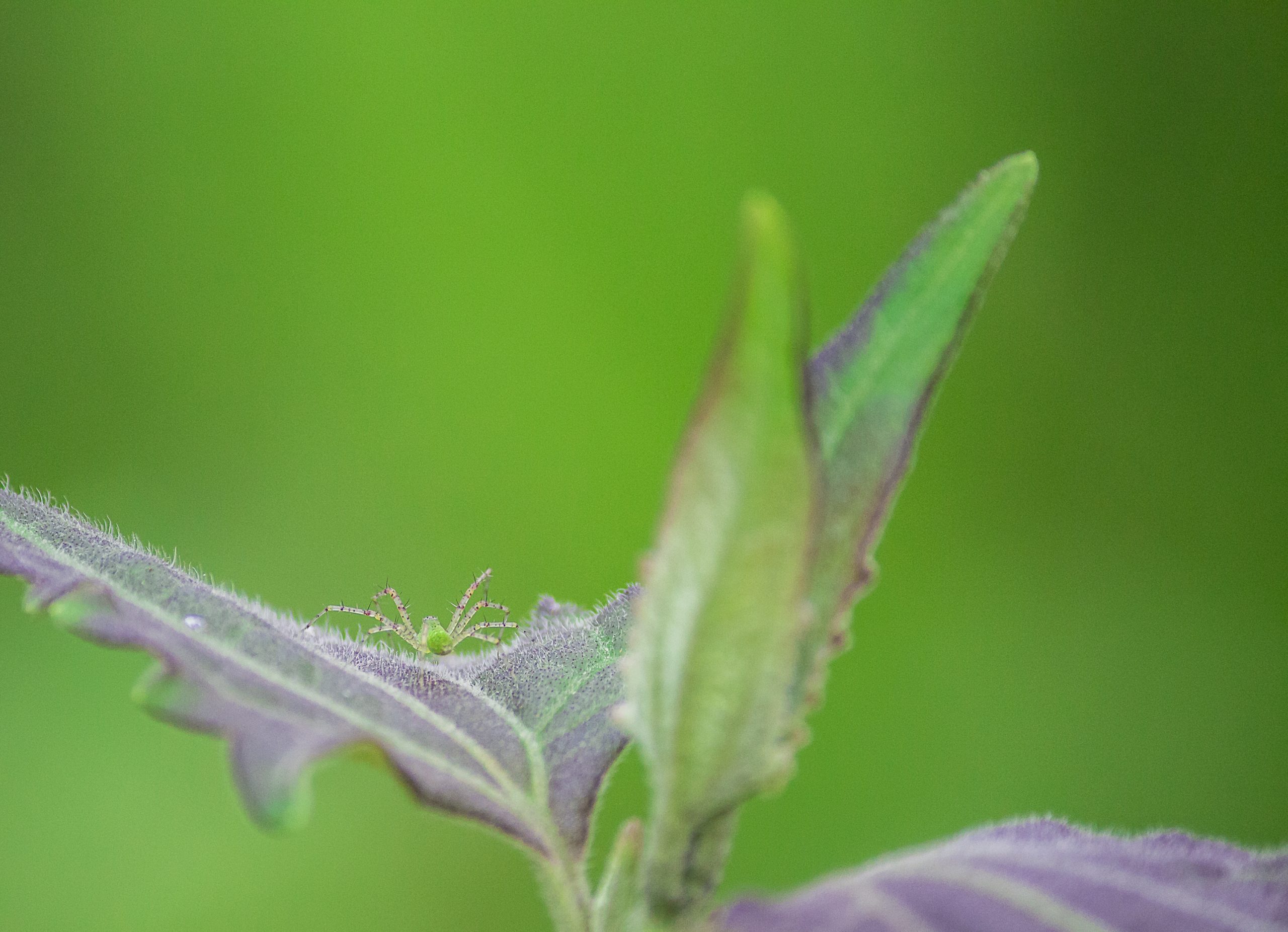 A spider on a plant leaf