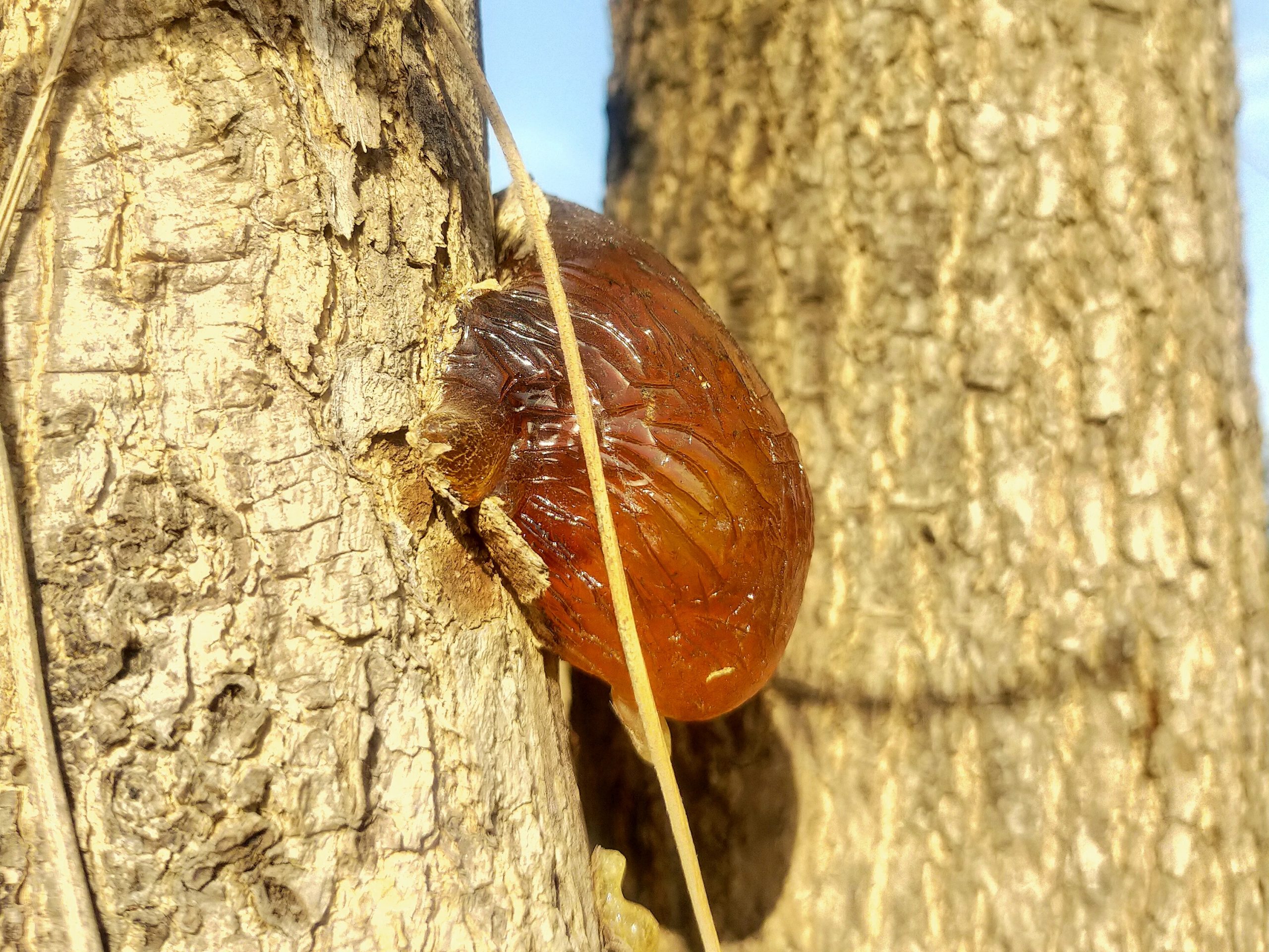 A sticky material on a tree bark
