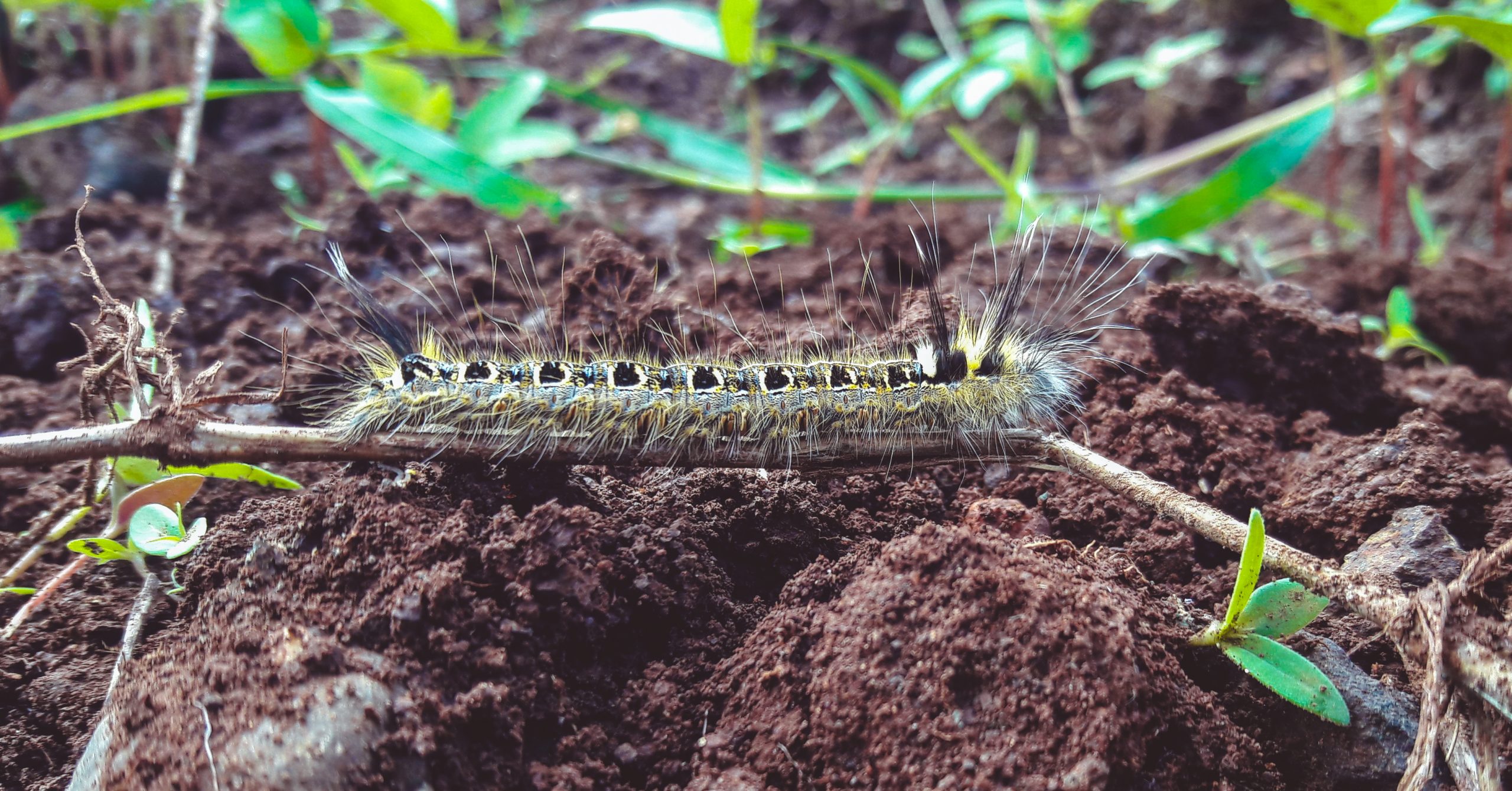 A thorny caterpillar