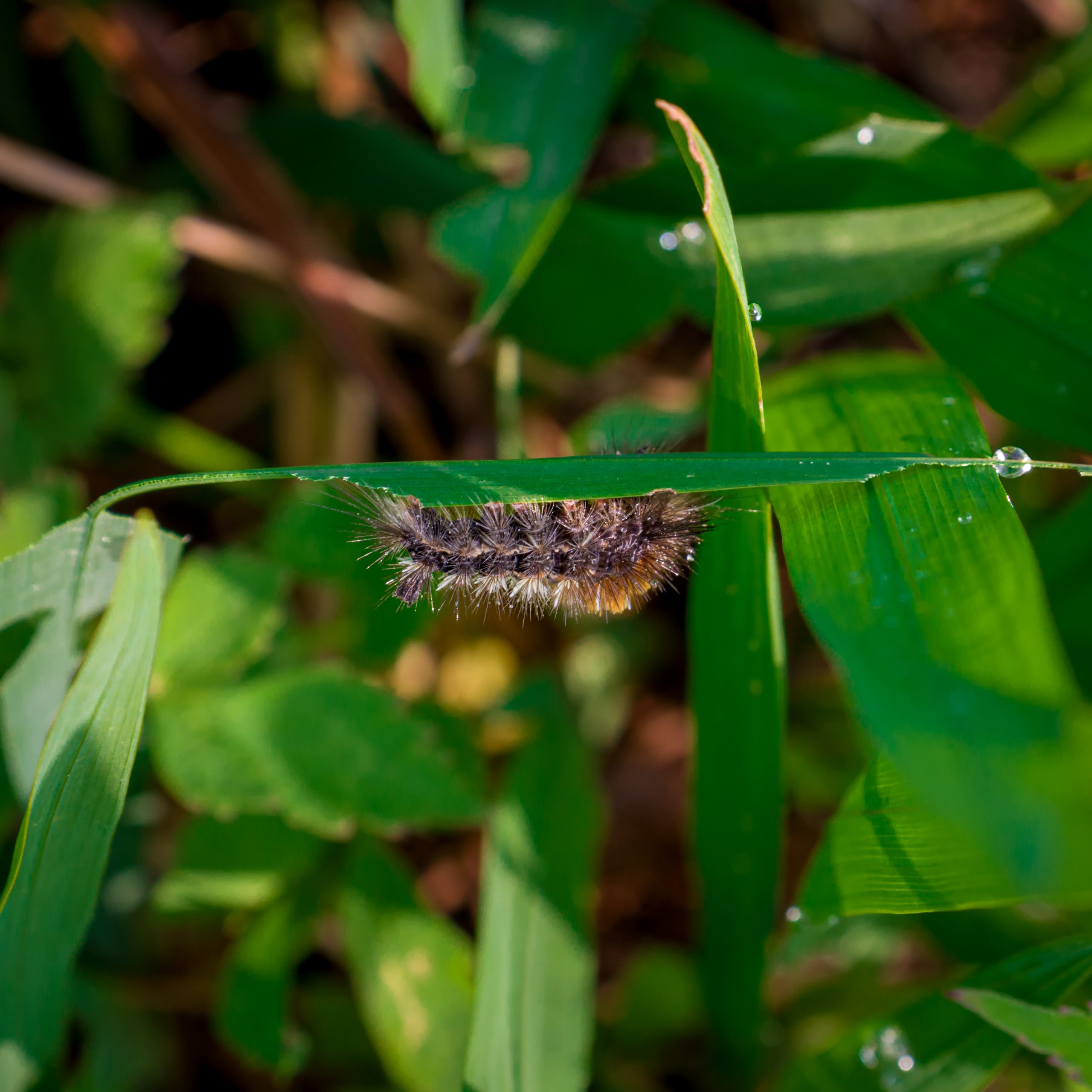 A thorny worm on a plant leaf