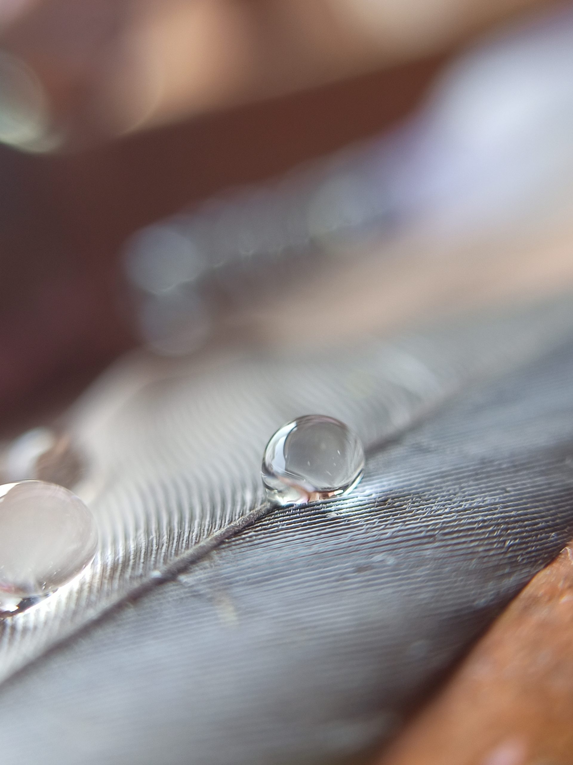 A water drop on a feather