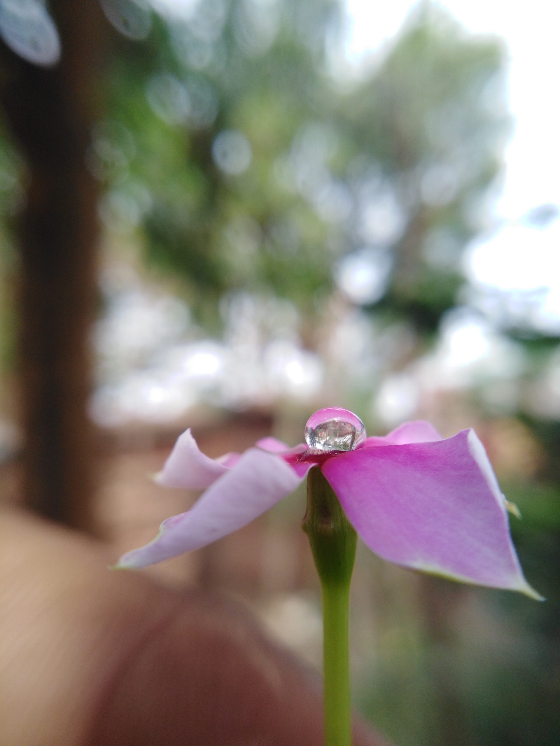 A water drop on a flower