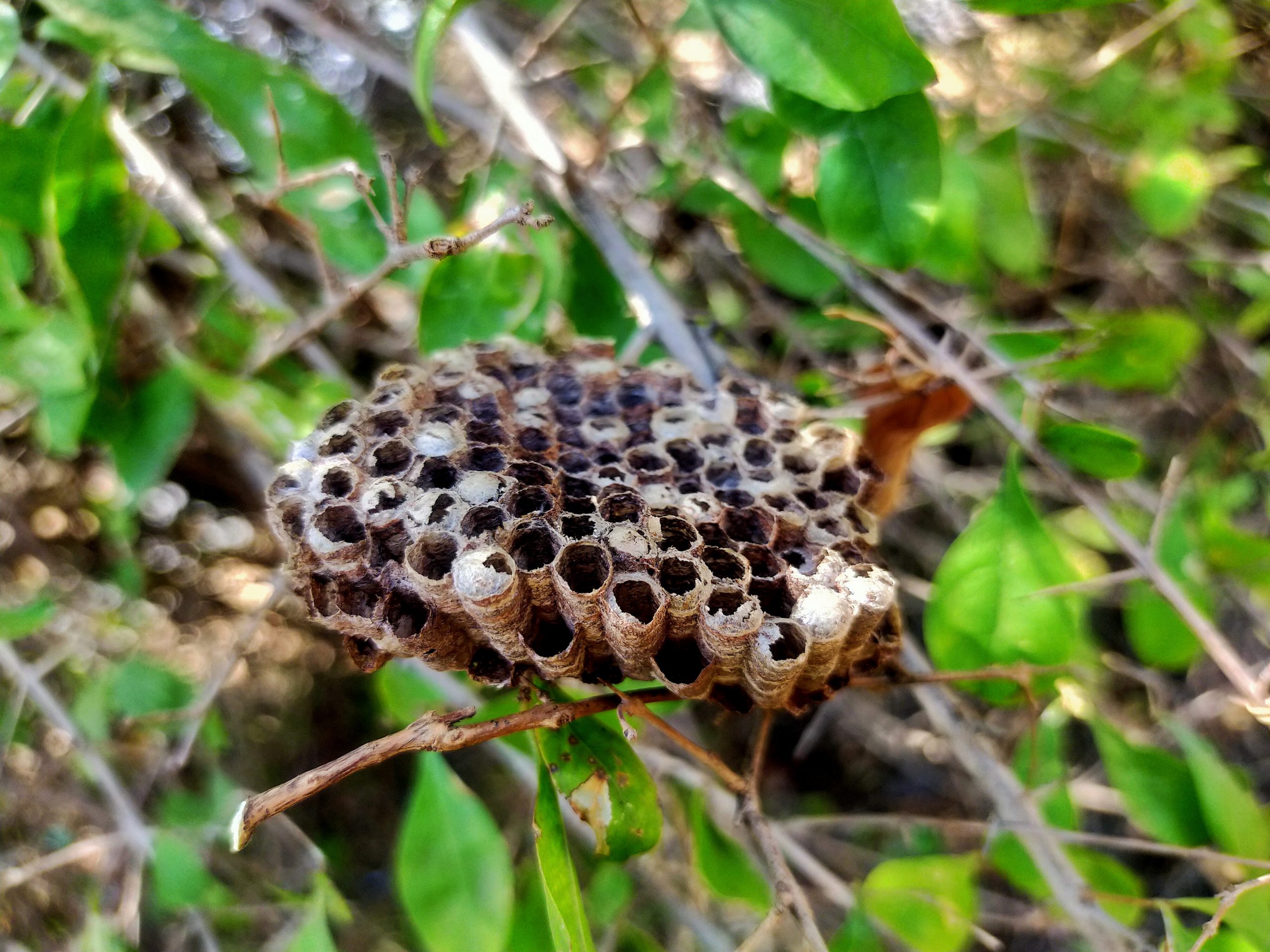 An insect nest on plant