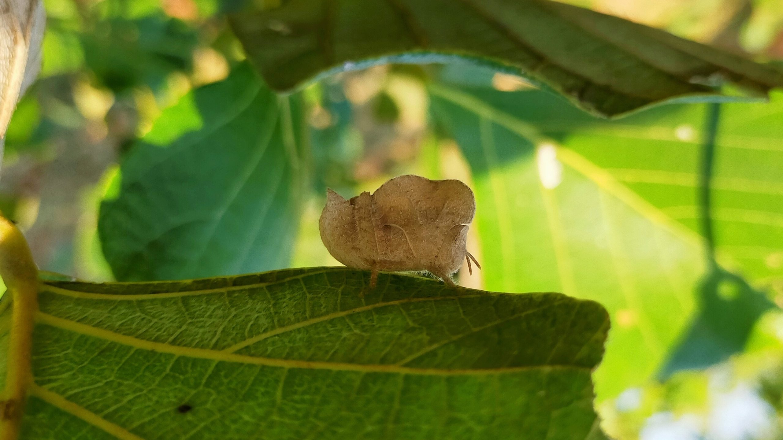 An insect on a leaf