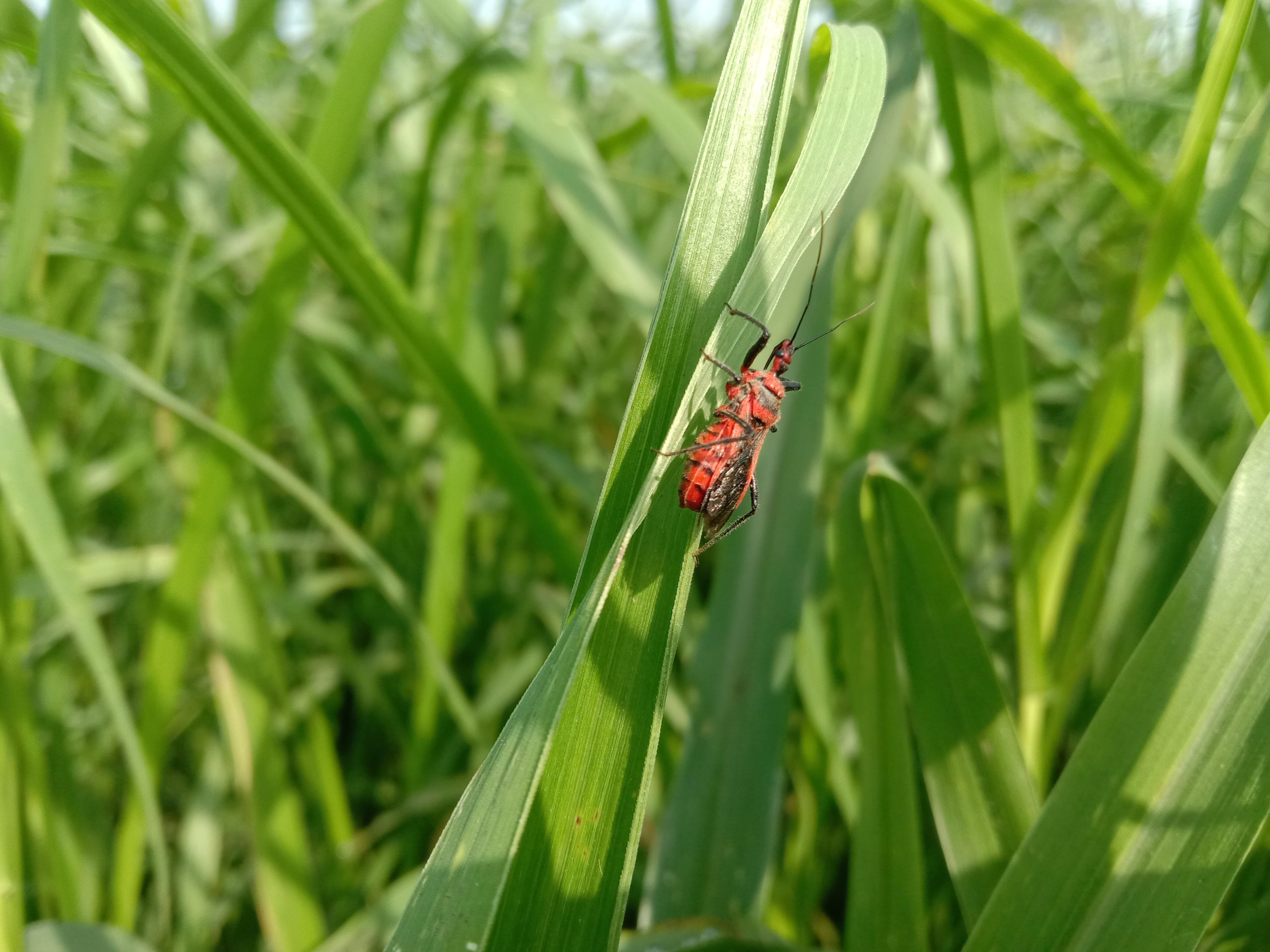 An insect on grass leaf