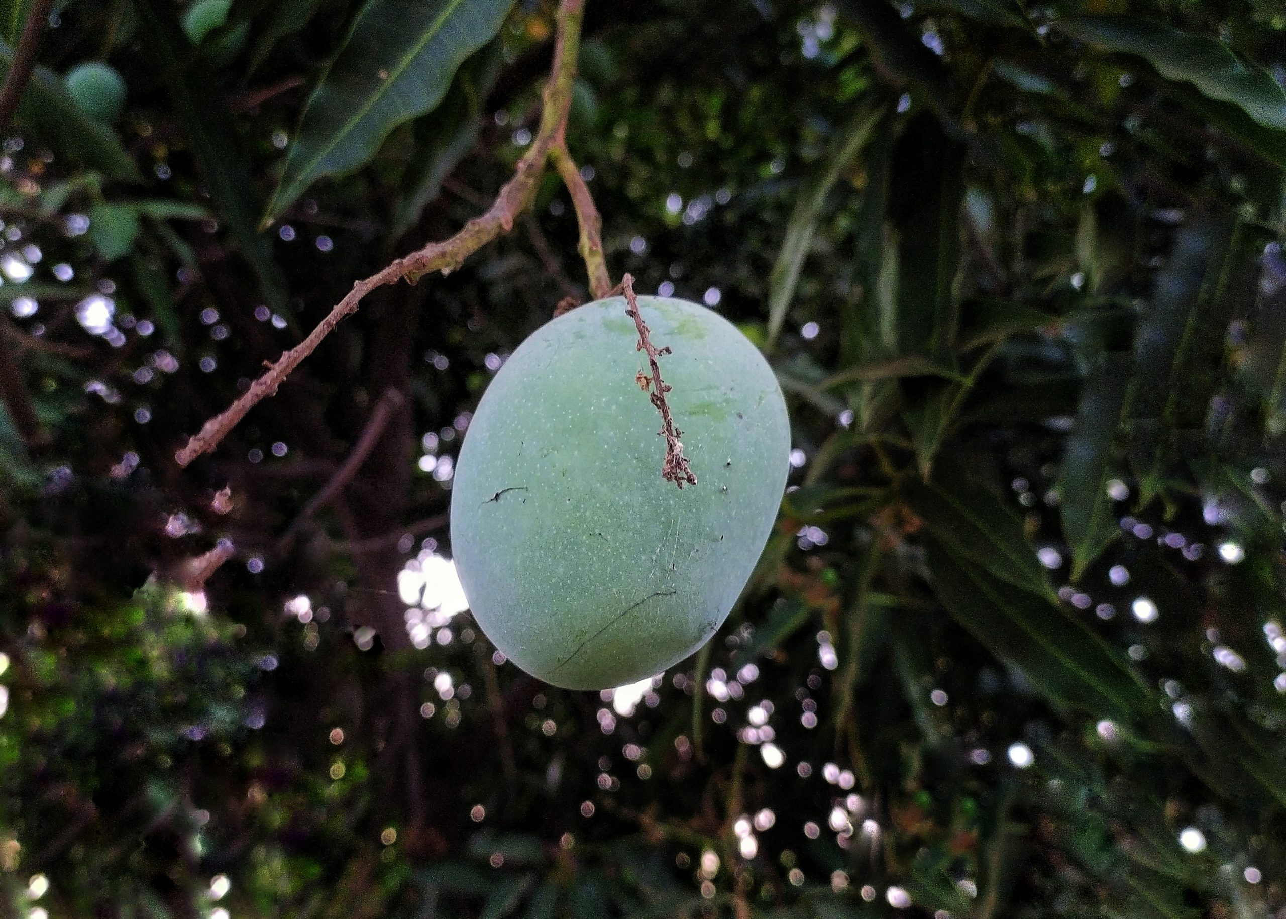 An unripe mango on its tree