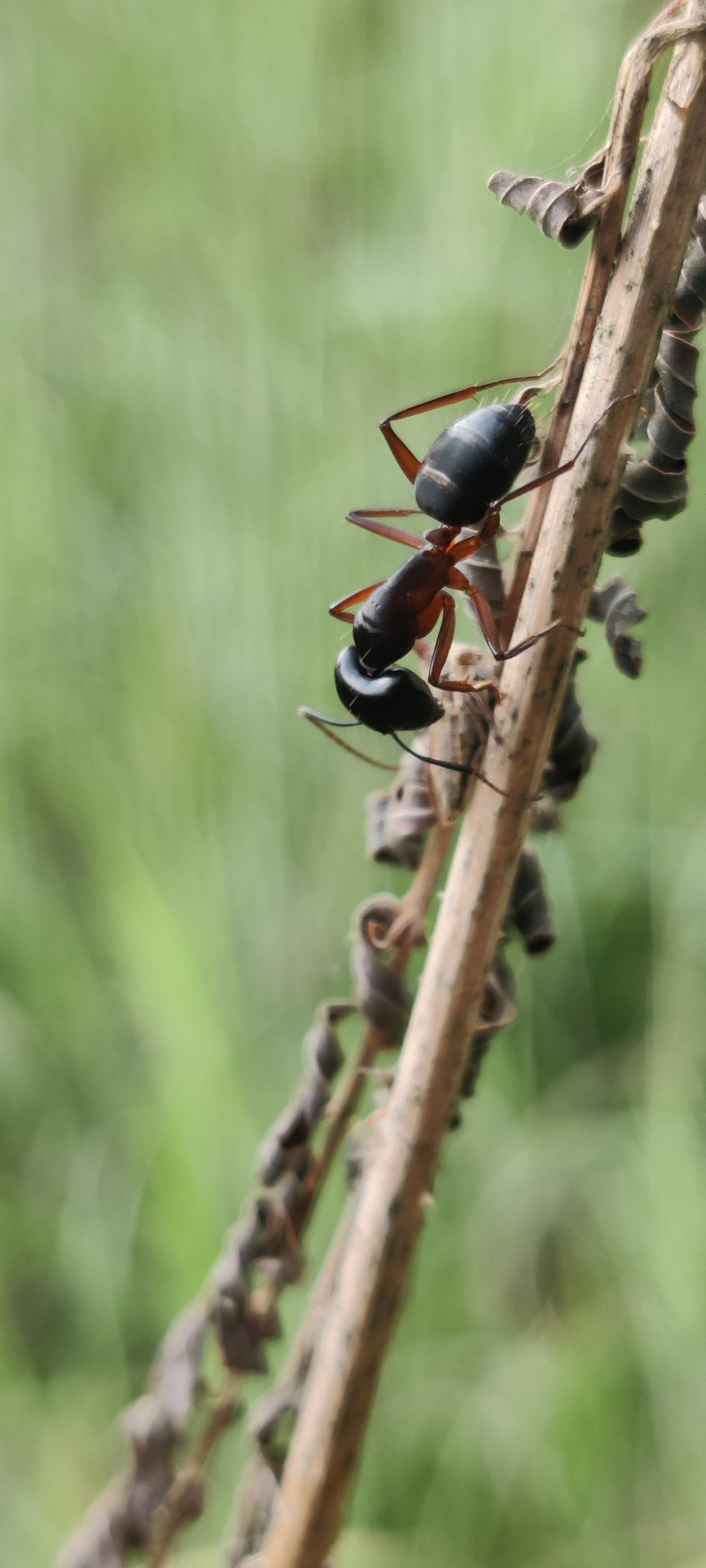 Ant on plant stem