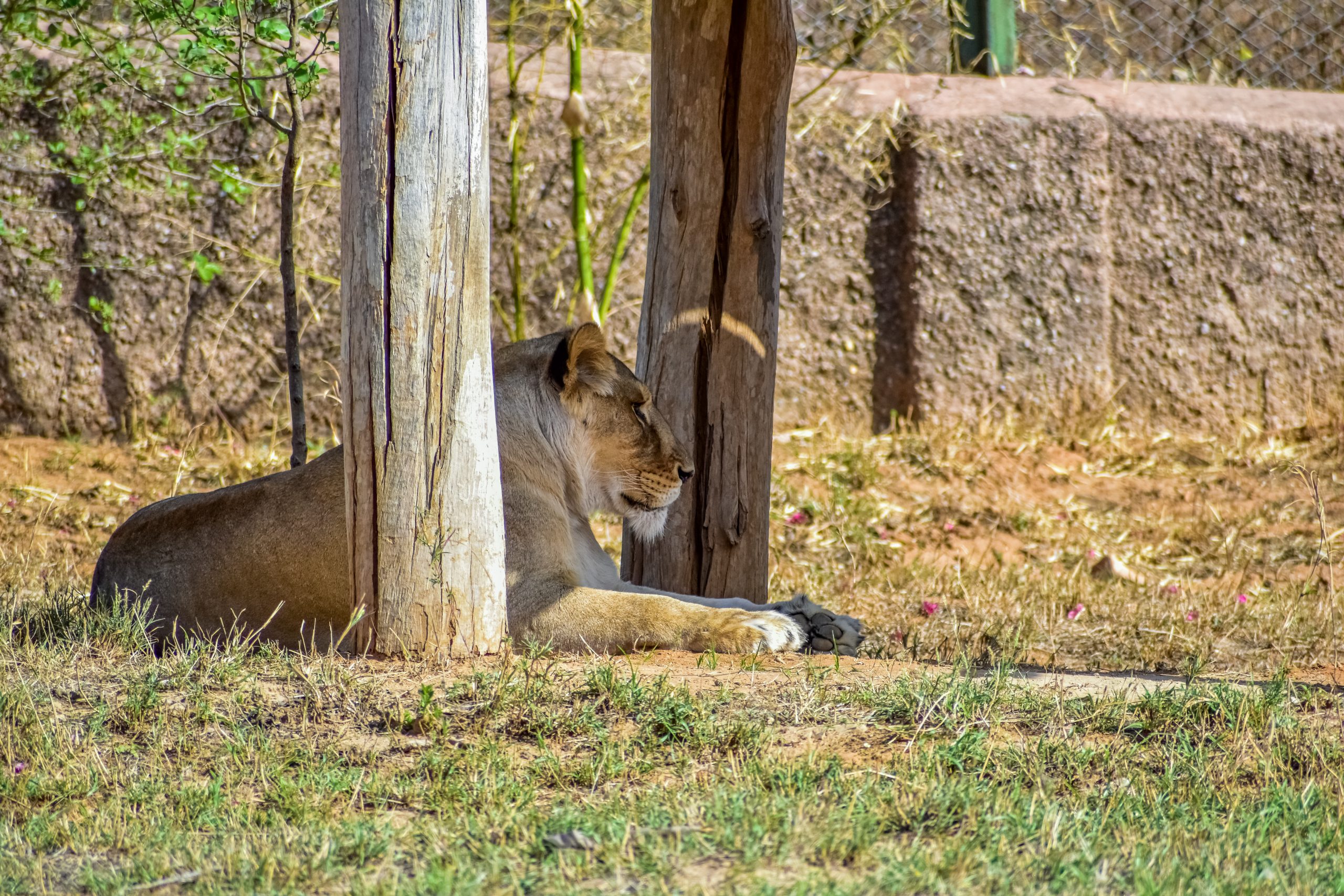 Asiatic lioness in a zoo