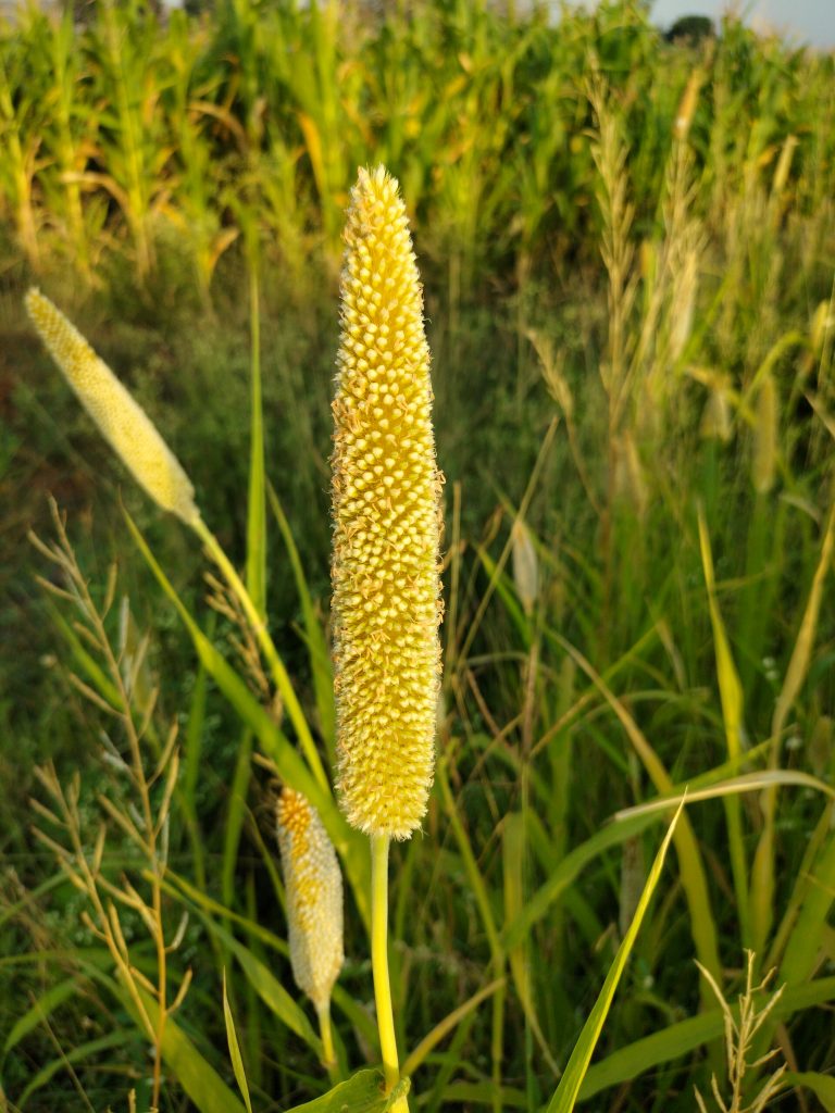 Pearl millet seeds PixaHive