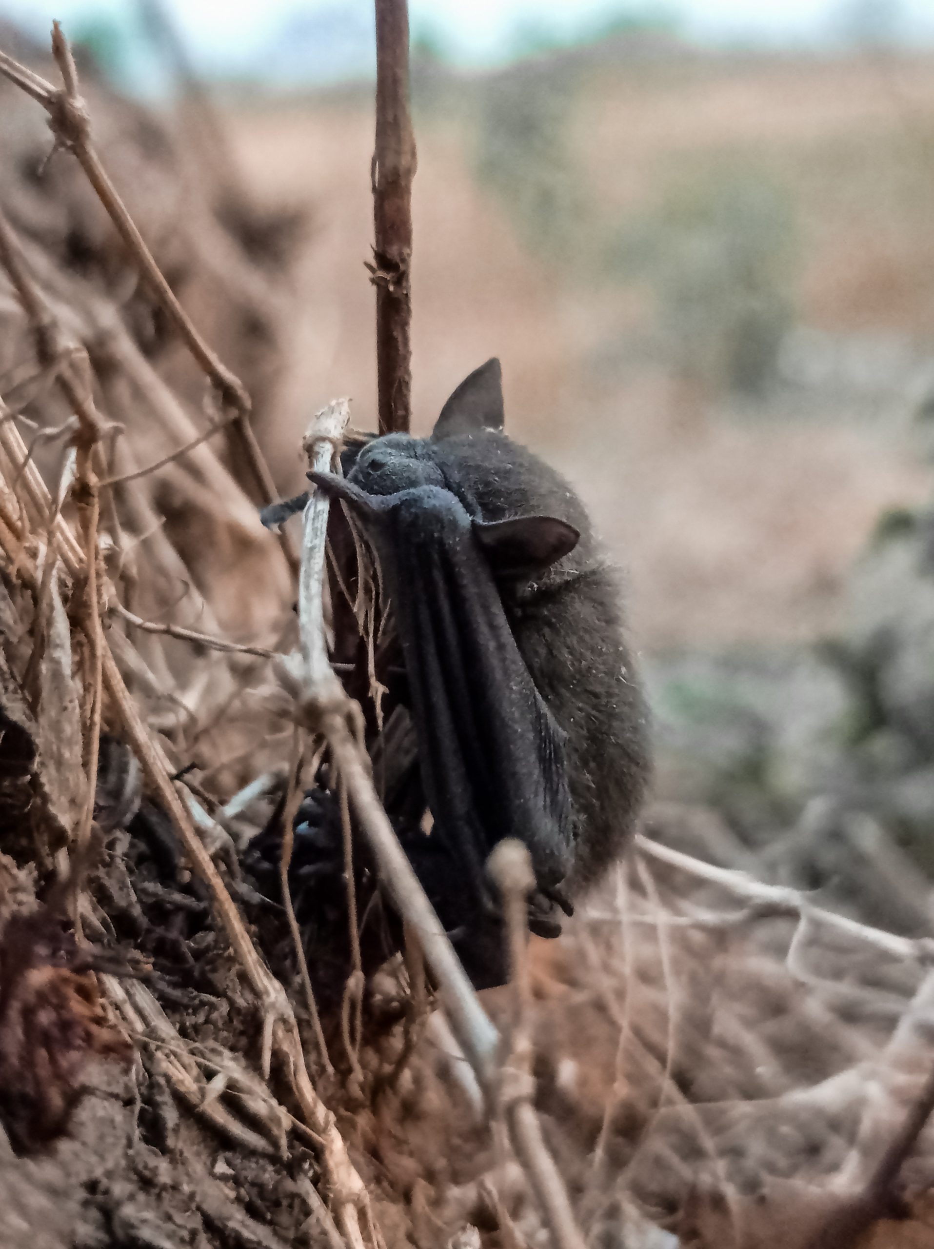 Bat in the dry plants