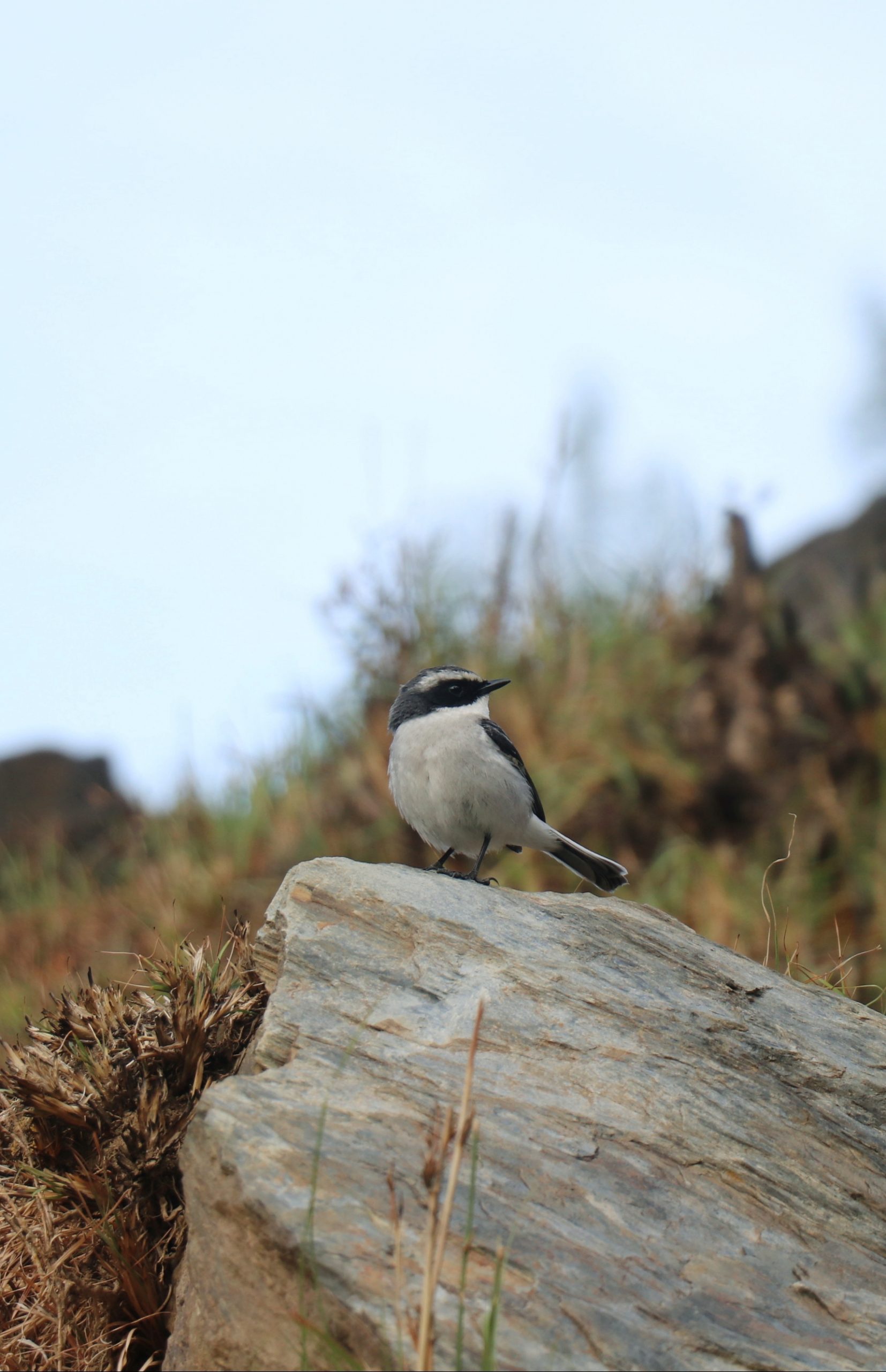 Beautiful bird on the rock