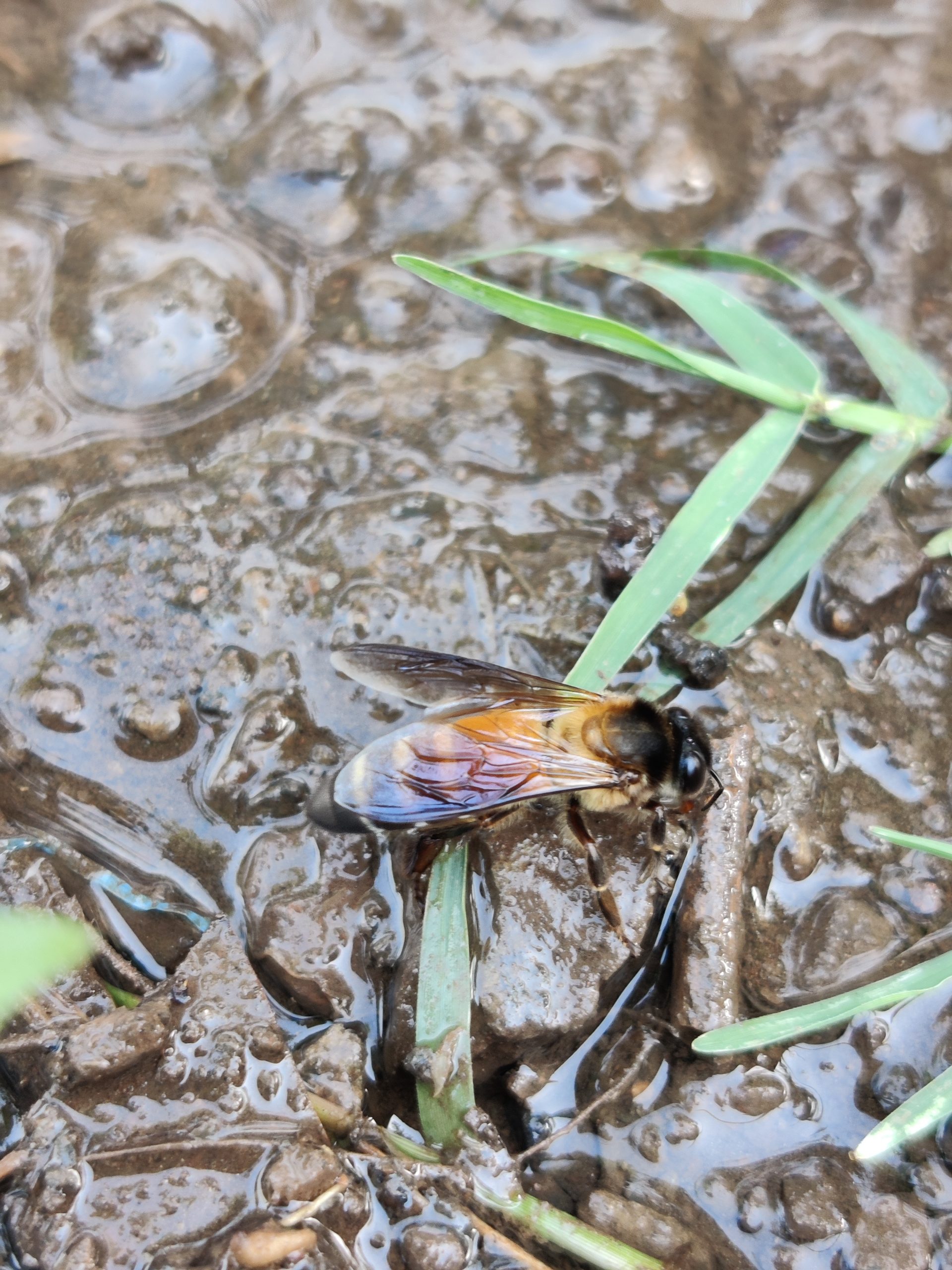 Bee in the water