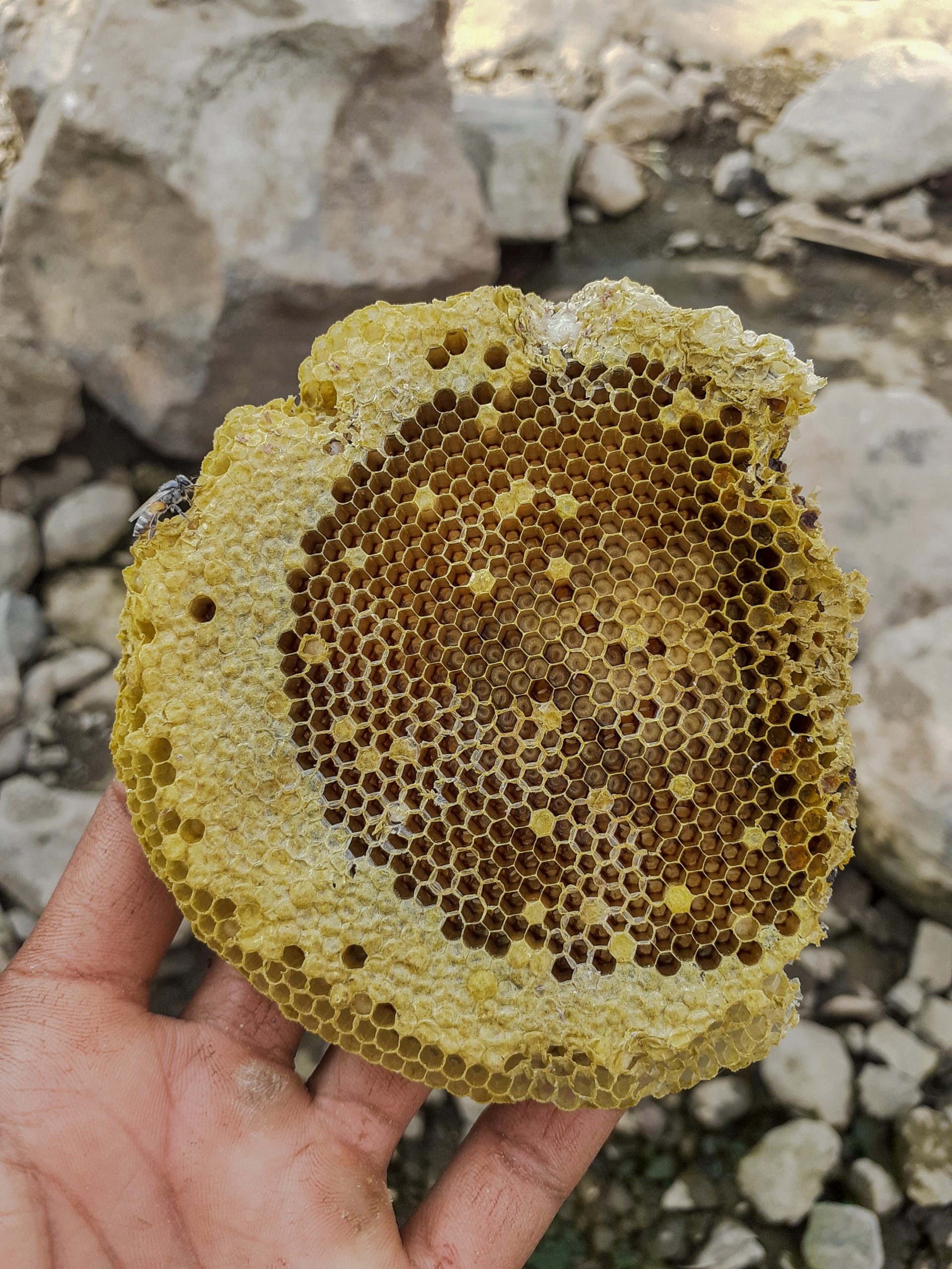 Beehive in hand