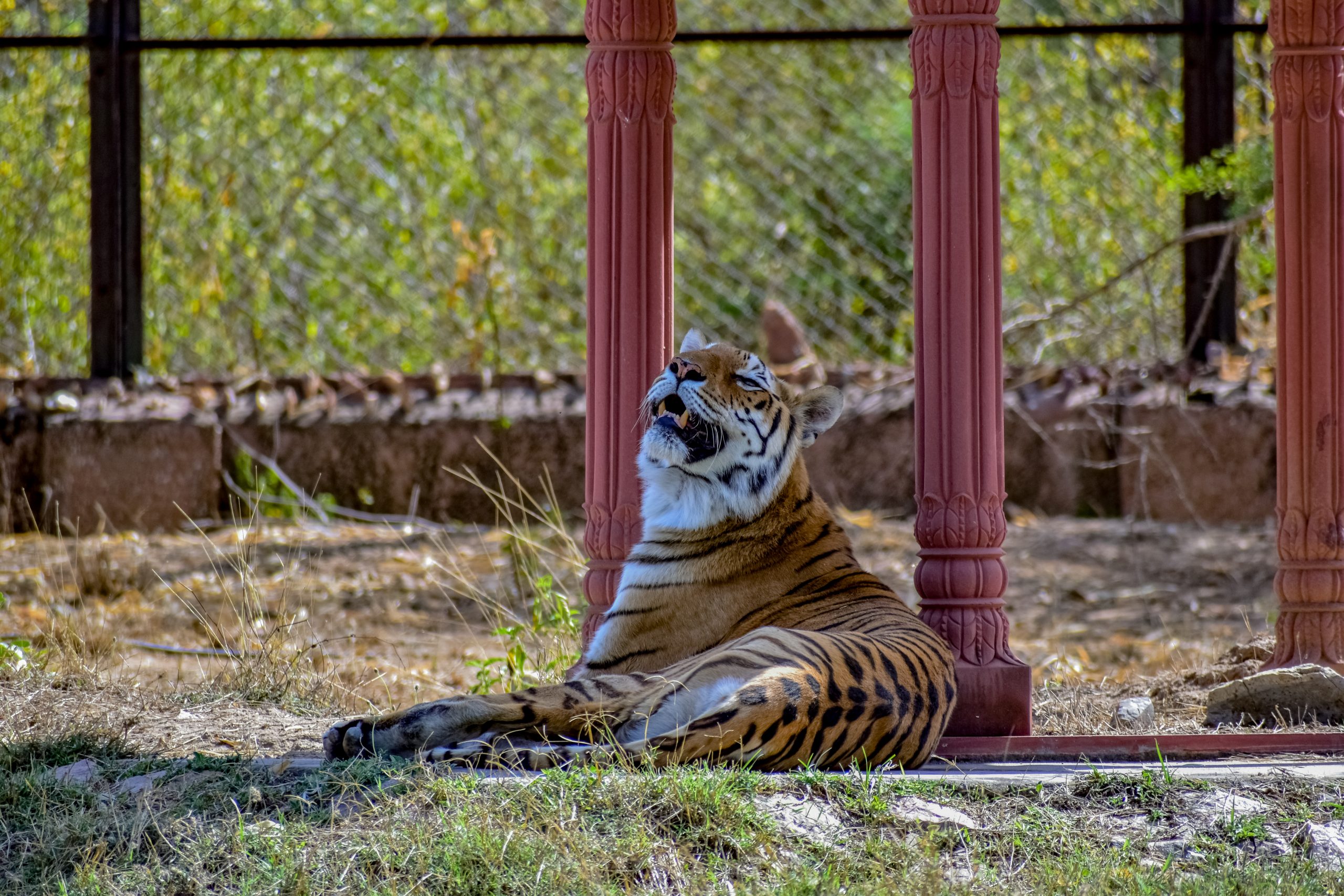 Tiger roaring