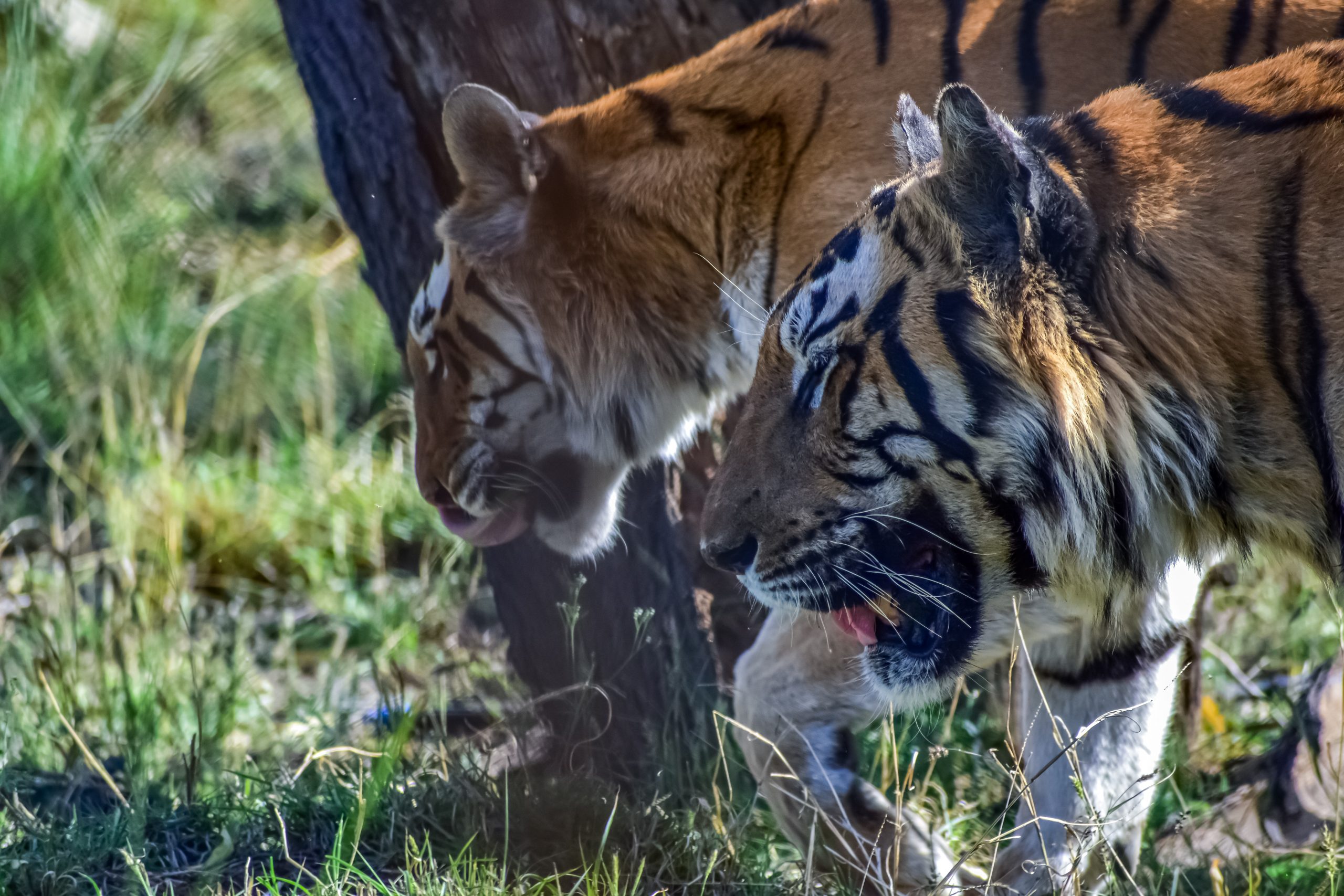 Bengal tigers in a jungle