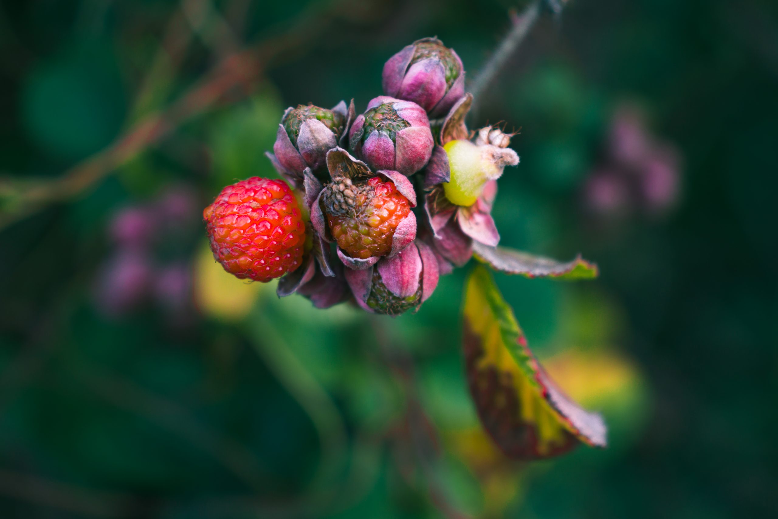 Berries of a plant