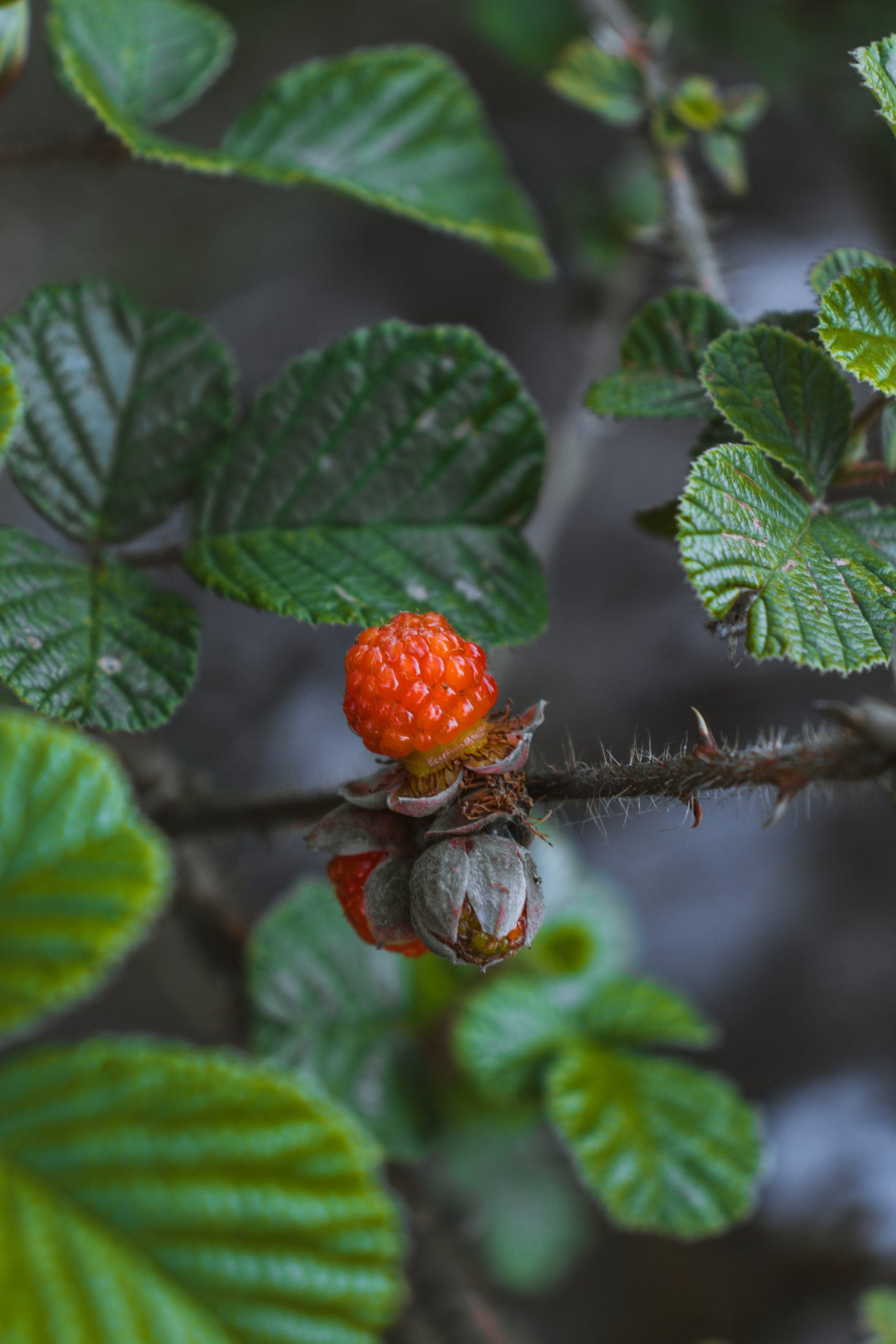 Berry of a plant
