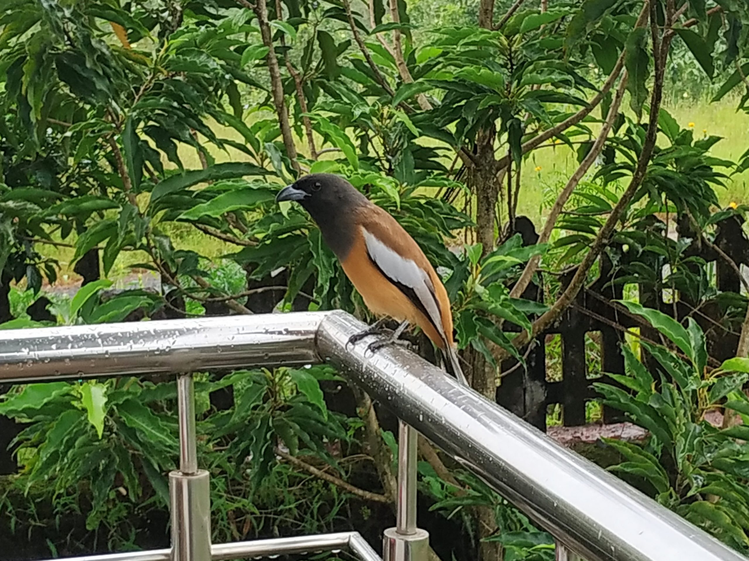 Bird sitting on the railing